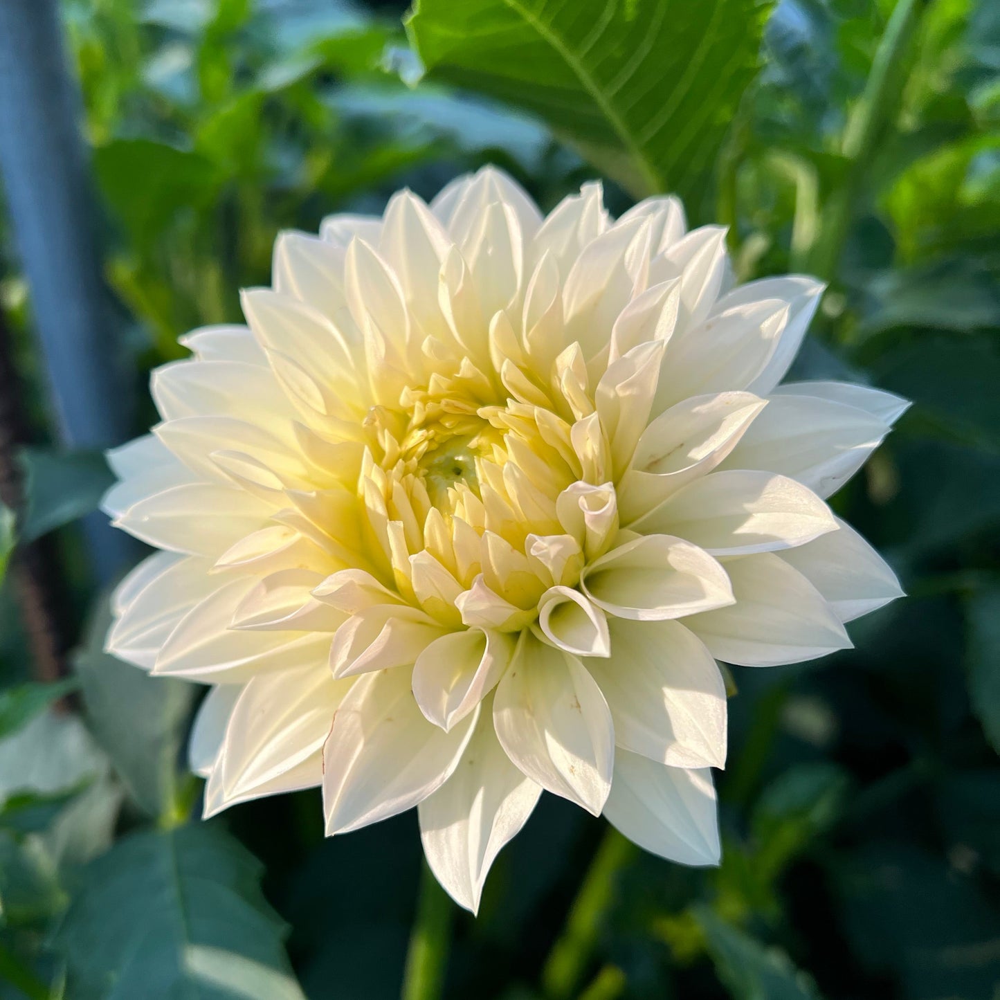 KA's Snow Jo - Rooted Cutting