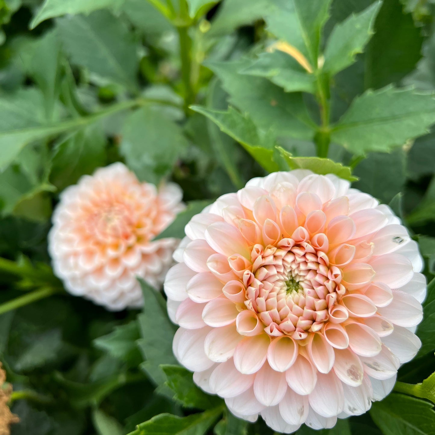 Lee's Kewpie - Rooted Cutting