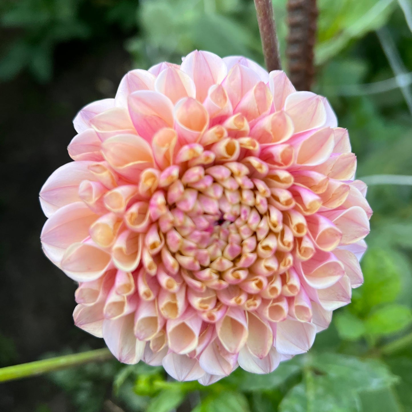 Lee's Little Angel - Rooted Cutting