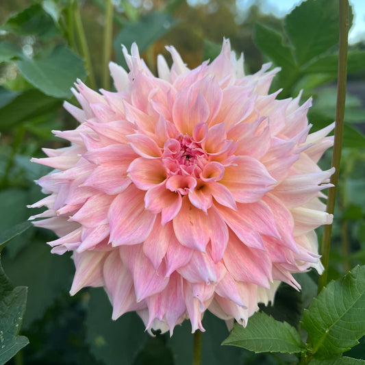Lee's Pink Grapefruit - Rooted Cutting