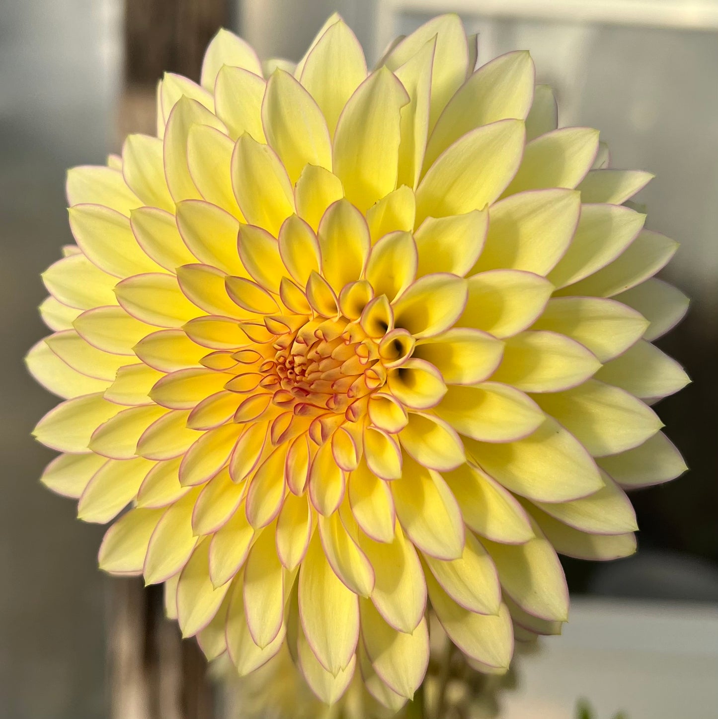Bloomquist Blush