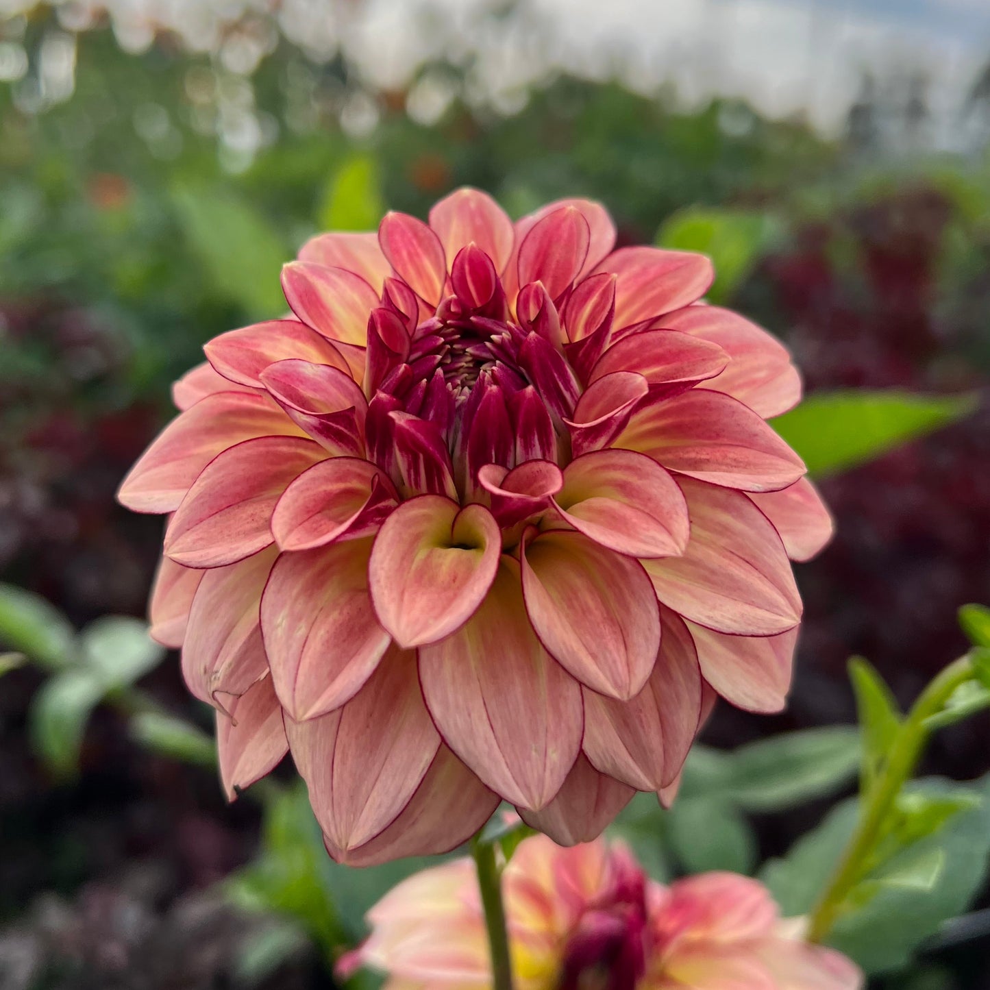 KA's Mocha Katie - Dahlia Seeds