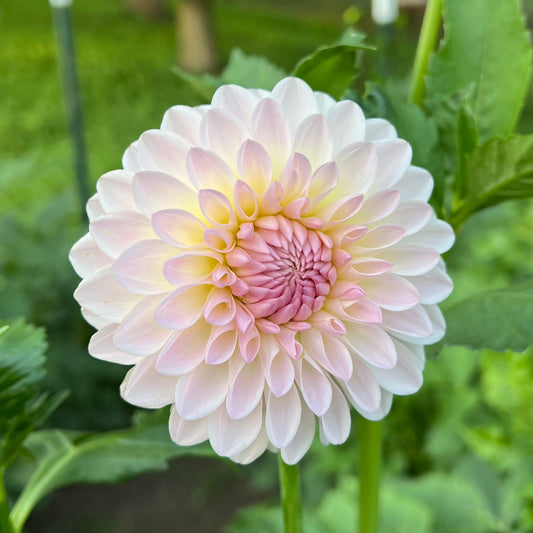 Tahoma Stellar Feller - Rooted Cutting