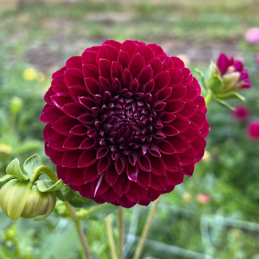 Saddlerock Tiny Giant - Rooted Cutting