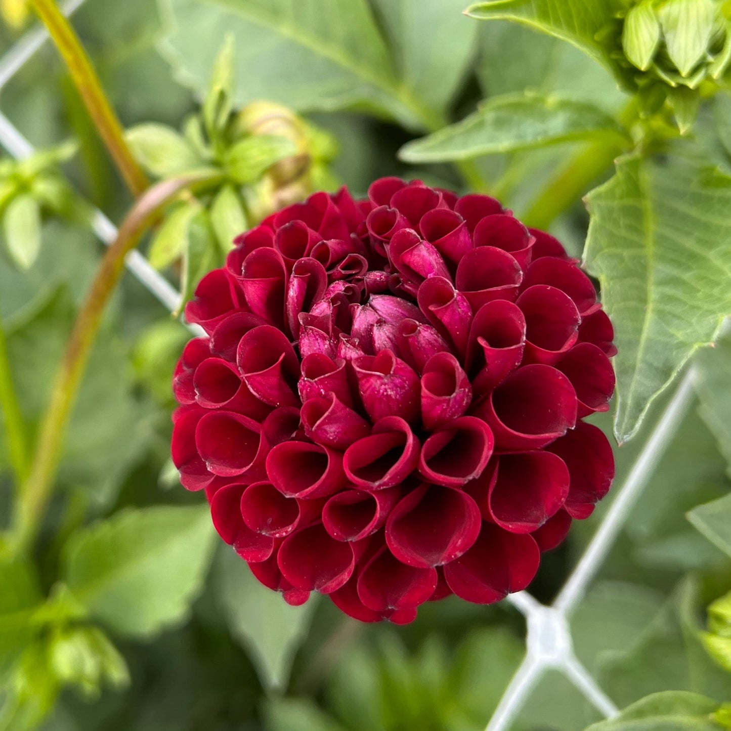 Hollyhill Black Cherry