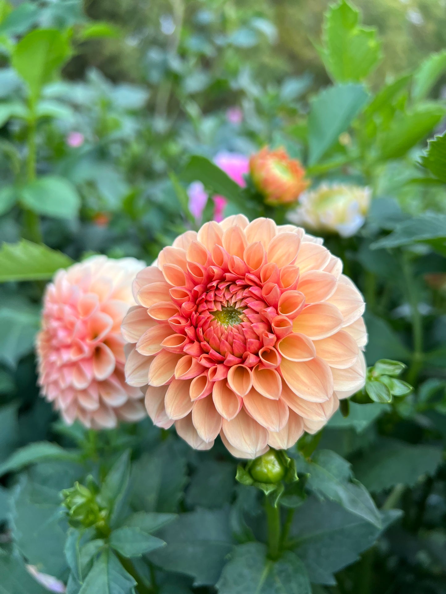 Lee's Beech Glow - Rooted Cutting