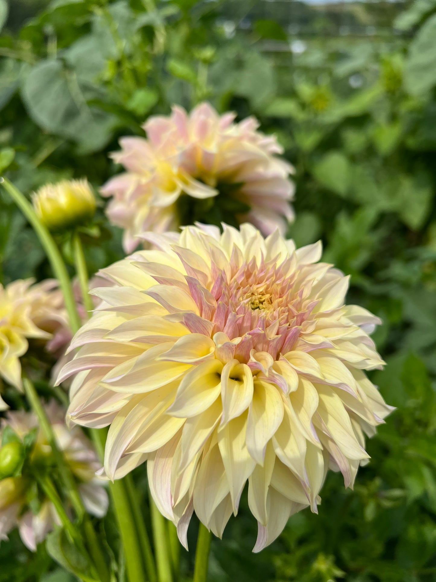 KA's Champagne - Rooted Cutting