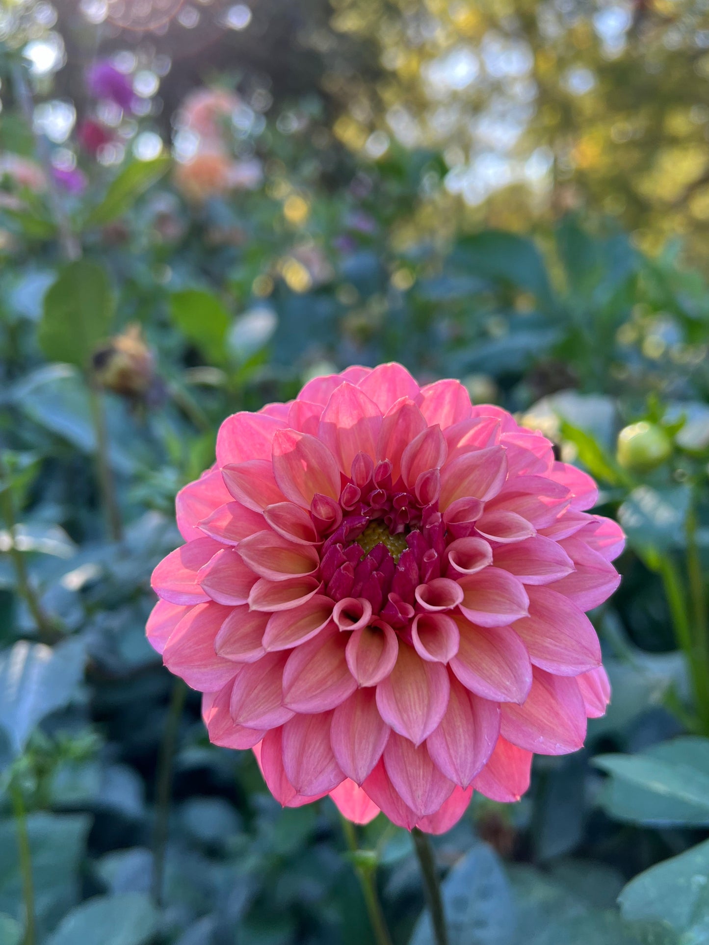 Lee's Greer - Rooted Cutting