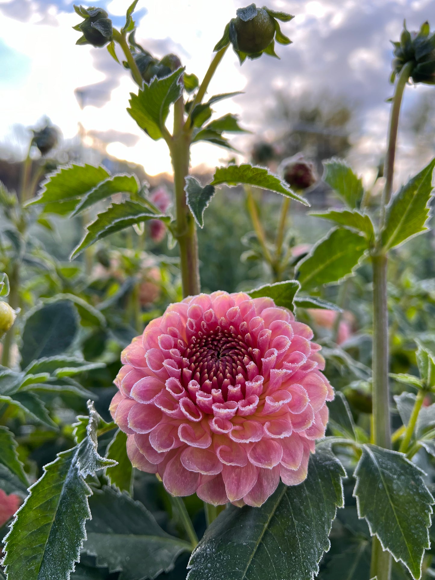 20th Ave Softer Peach