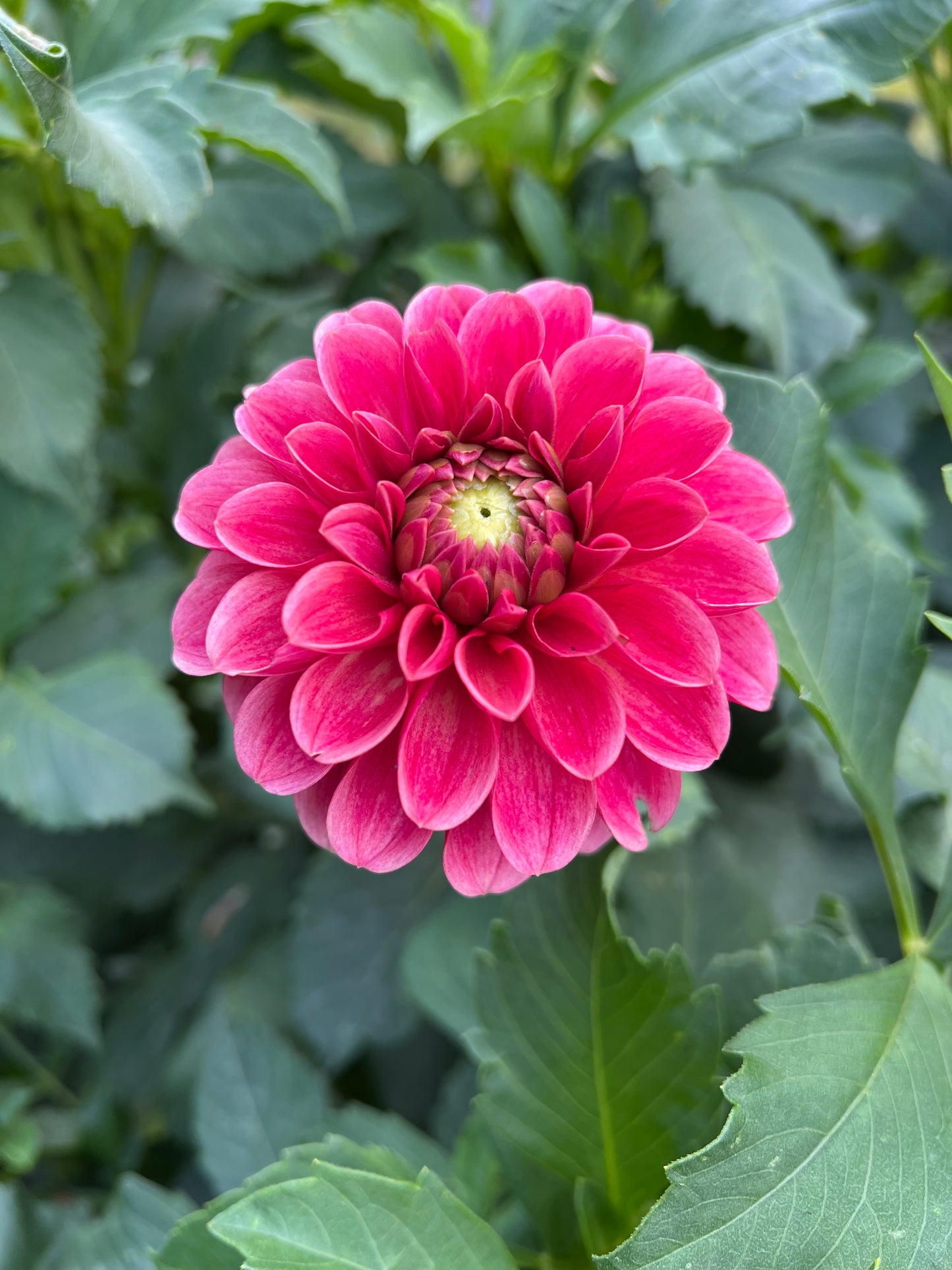 Levi's Blood Moon - Rooted Cutting