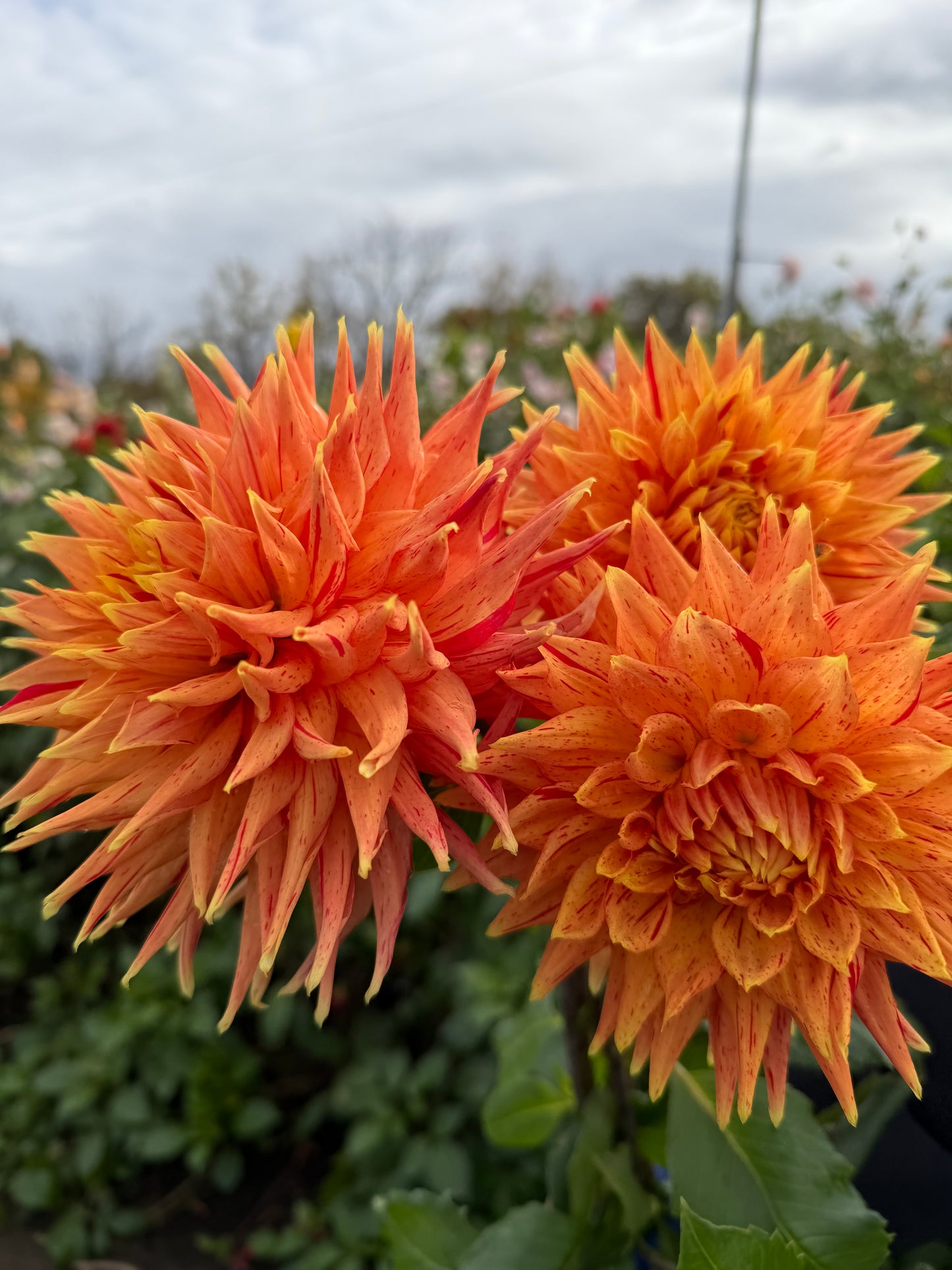 Sandia Tiger