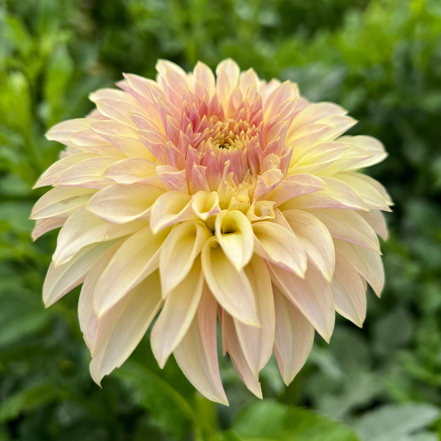 KA's Champagne - Rooted Cutting