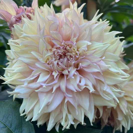 Lee's Savannah Spring - Rooted Cutting