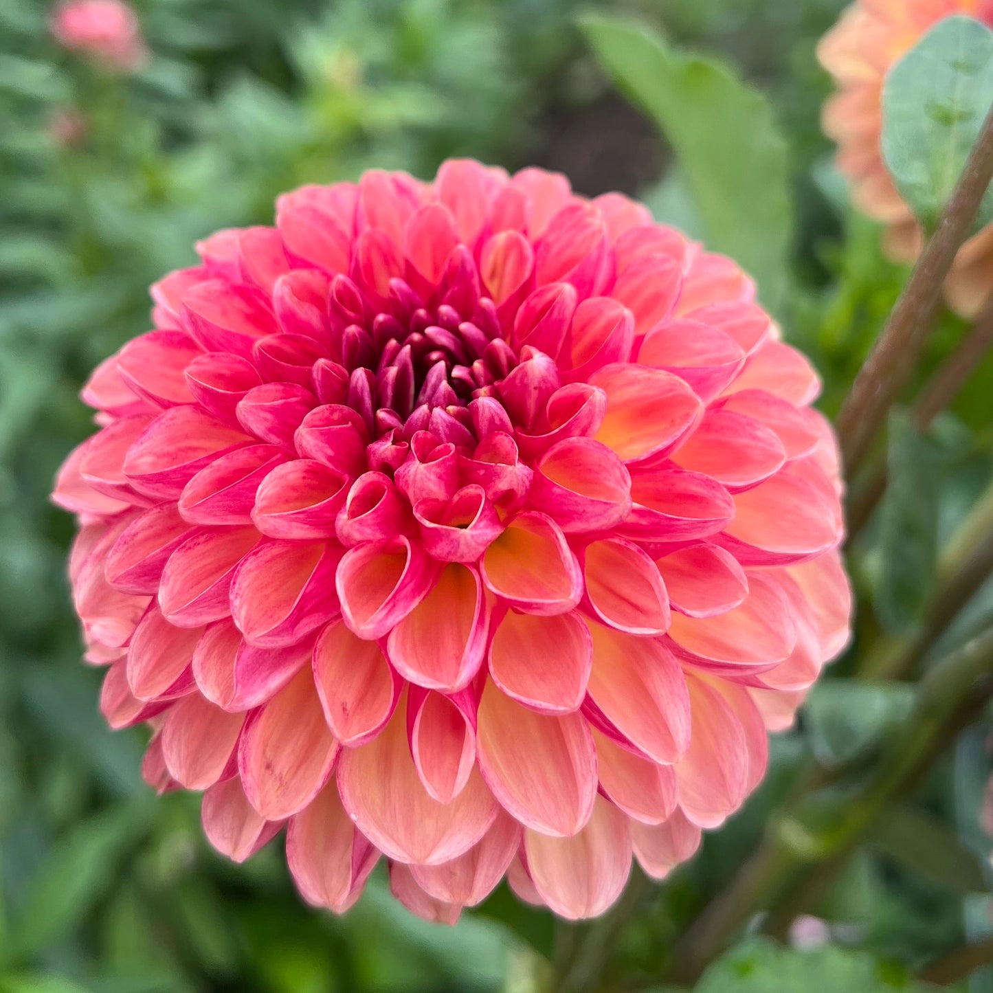 Coseytown Bounty - Dahlia Seeds