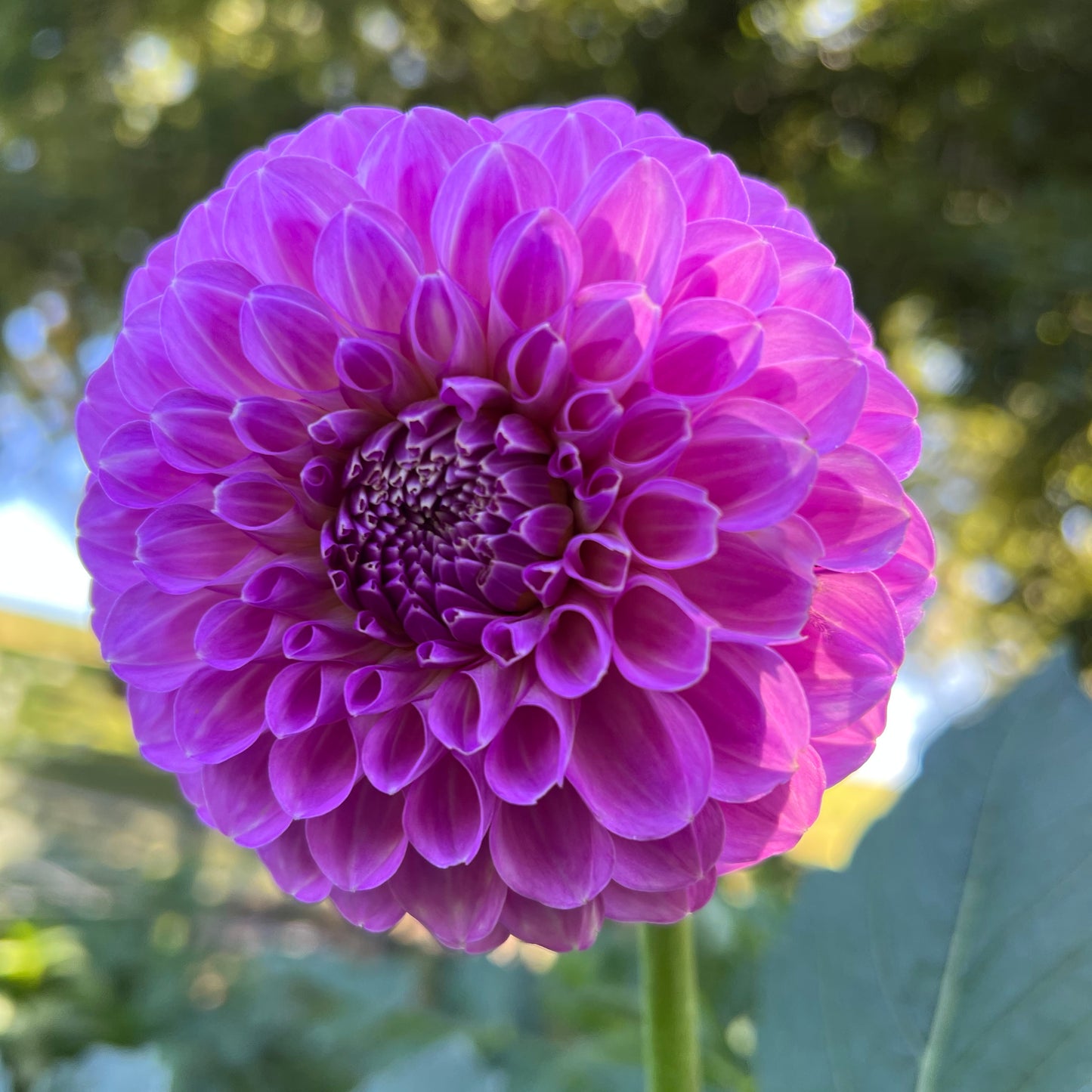 20th Ave Pure Prince