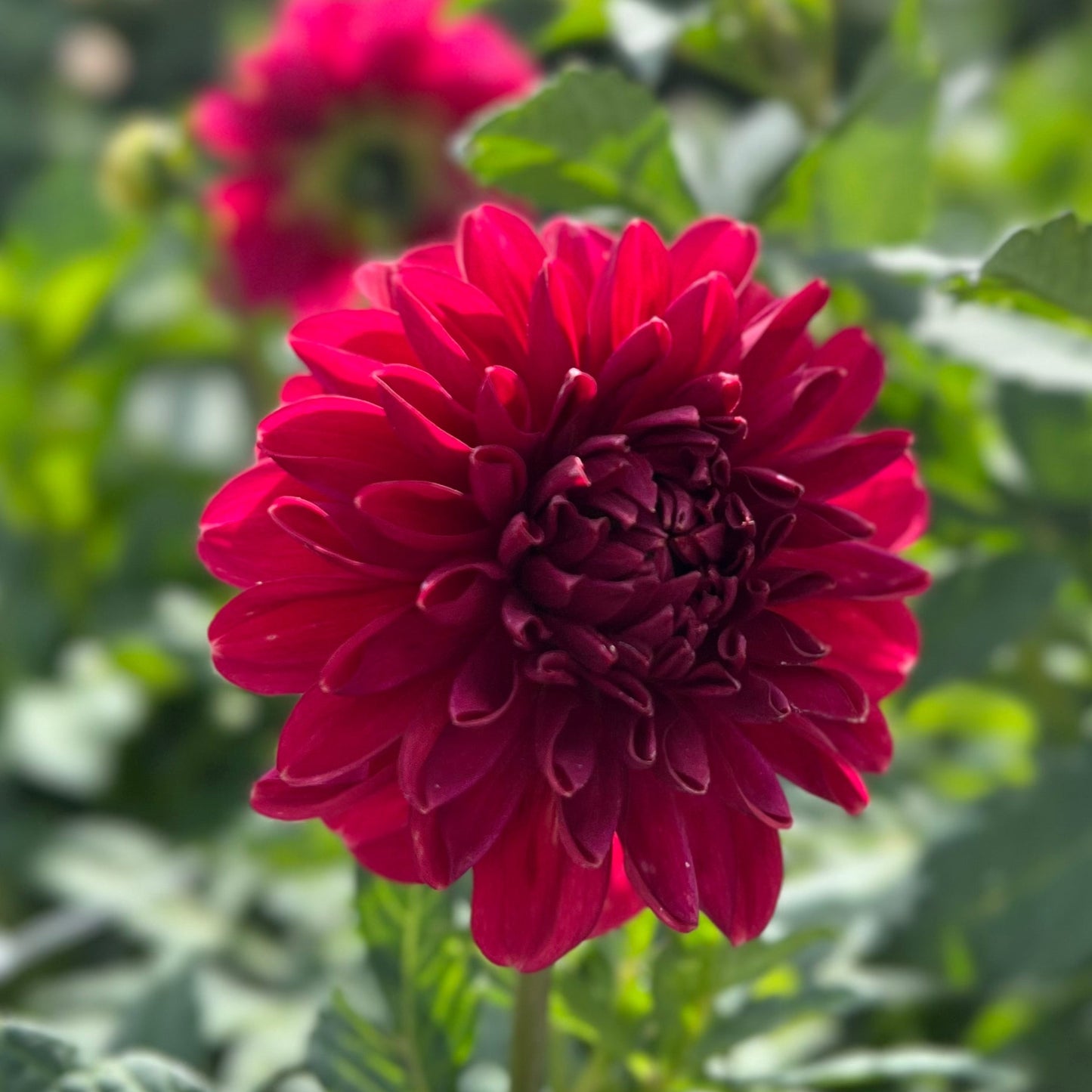 Perch Hill - Rooted Cutting