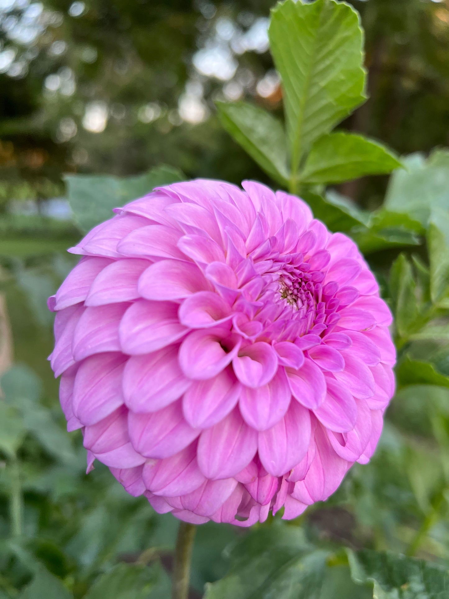 Glenmarc Skye - Rooted Cutting