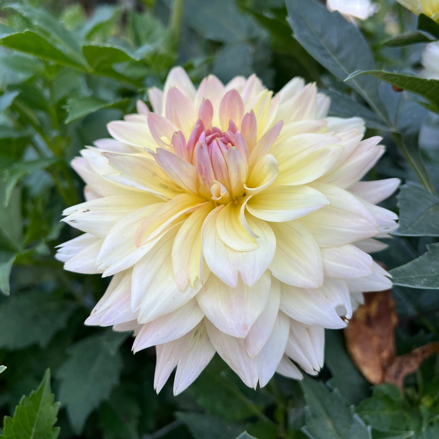 Joel's Favourite - Rooted Cutting