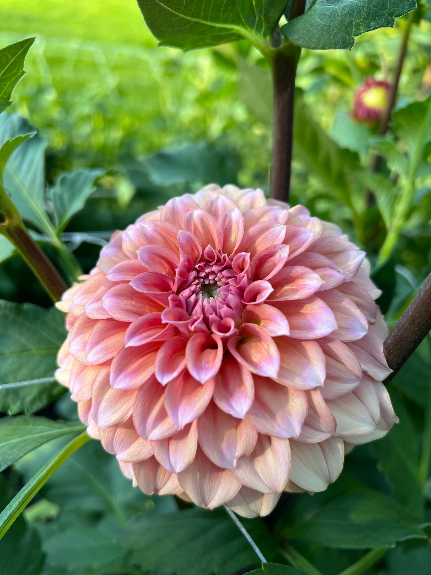 Lee's Serendipity - Rooted Cutting