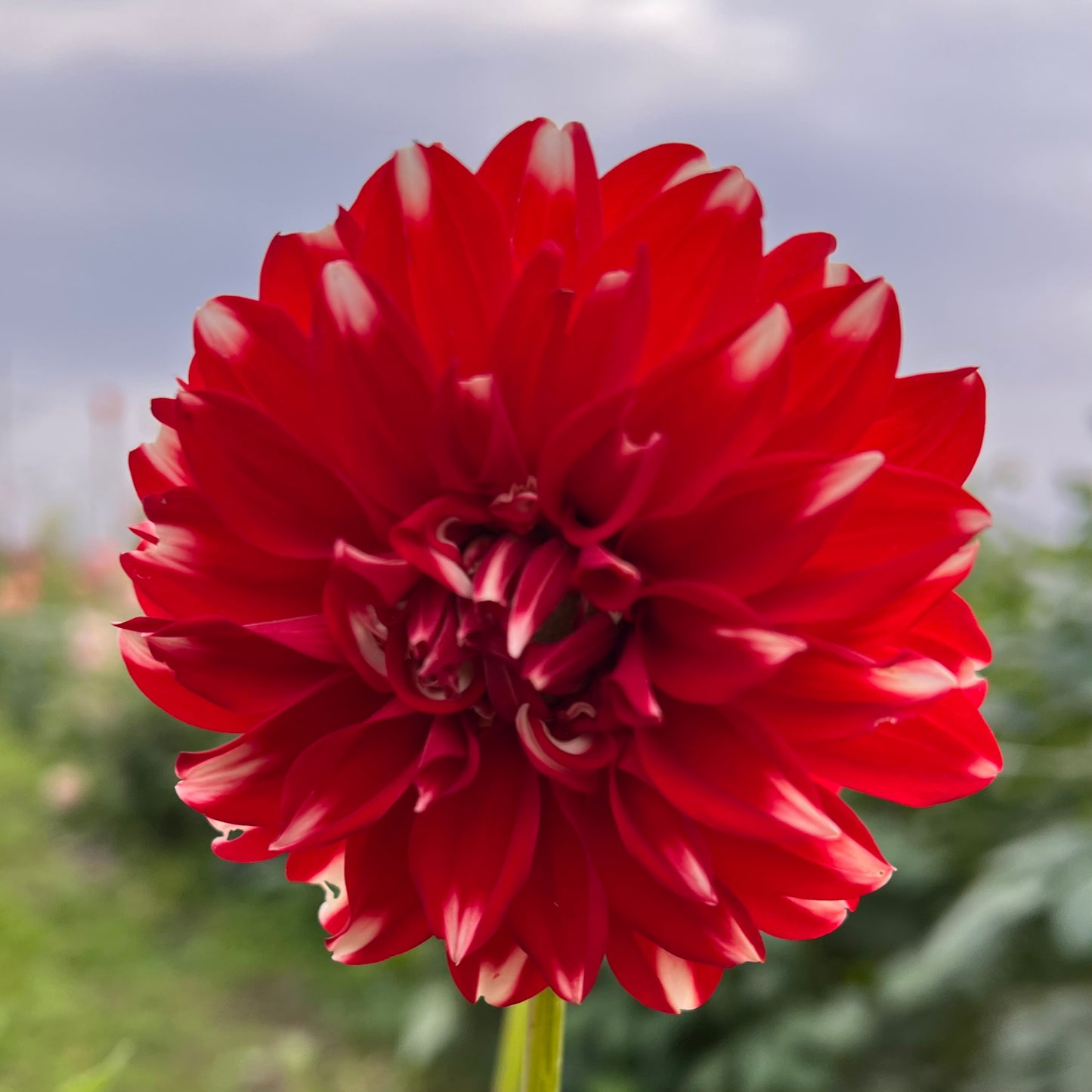 Ms Julie - Rooted Cutting