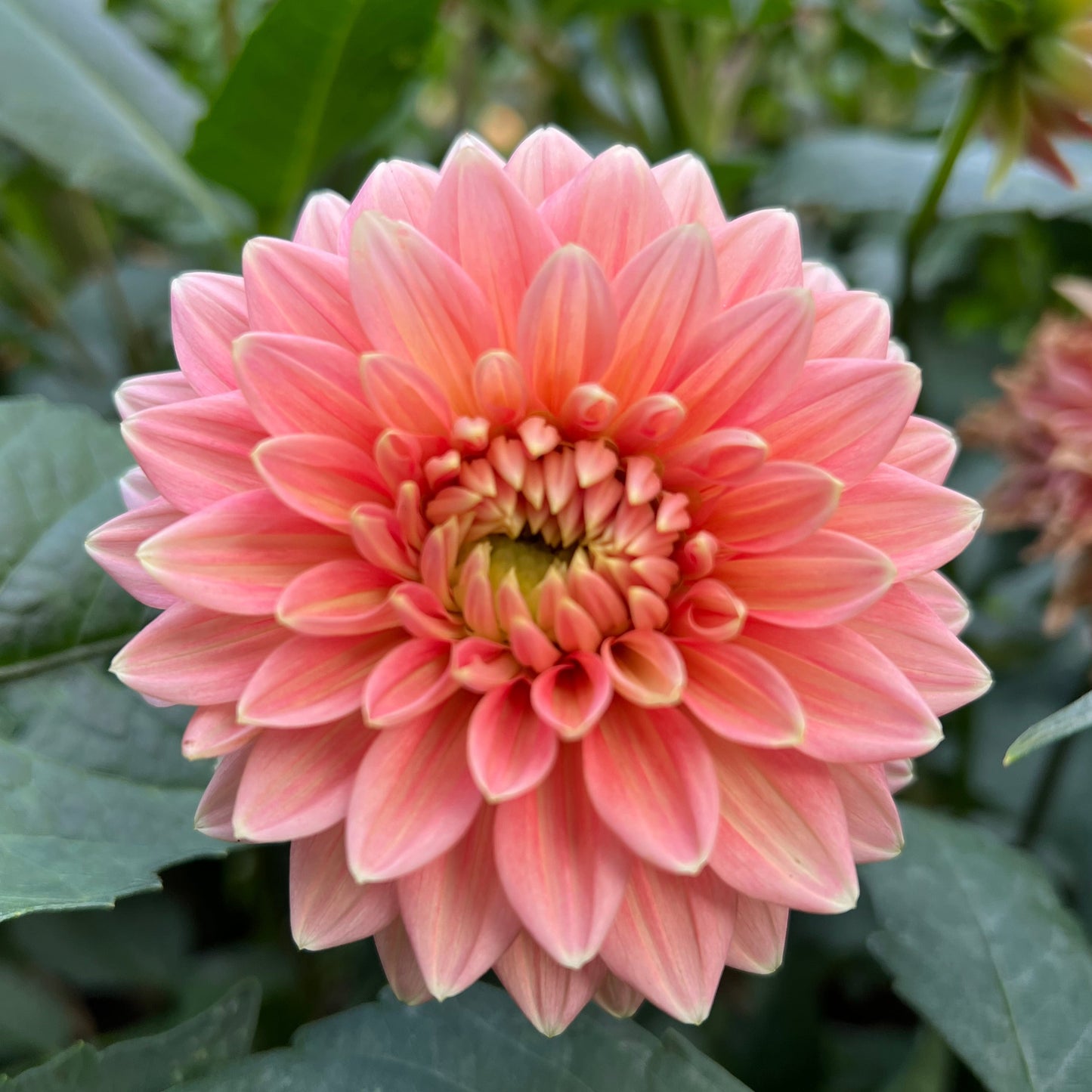 Lee's Persimmon - Rooted Cutting