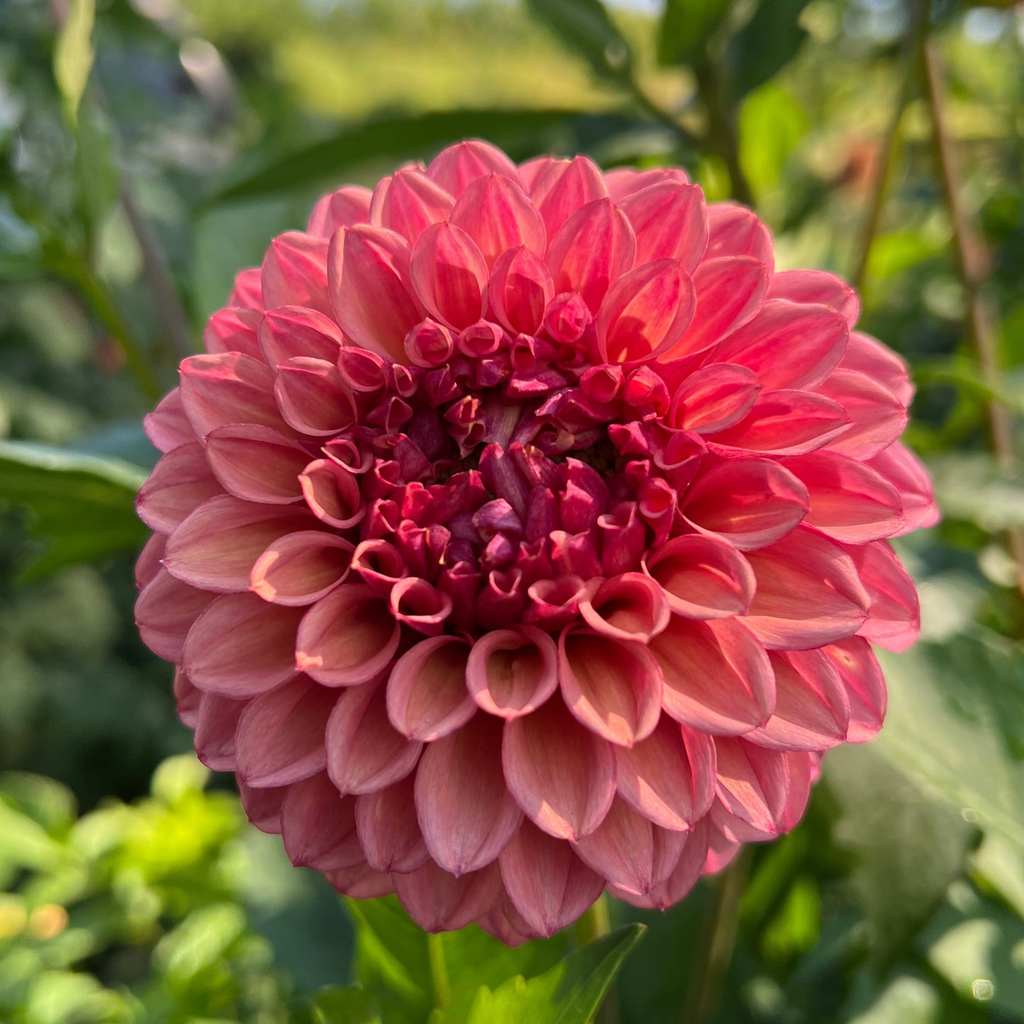 Lee's Greer - Rooted Cutting