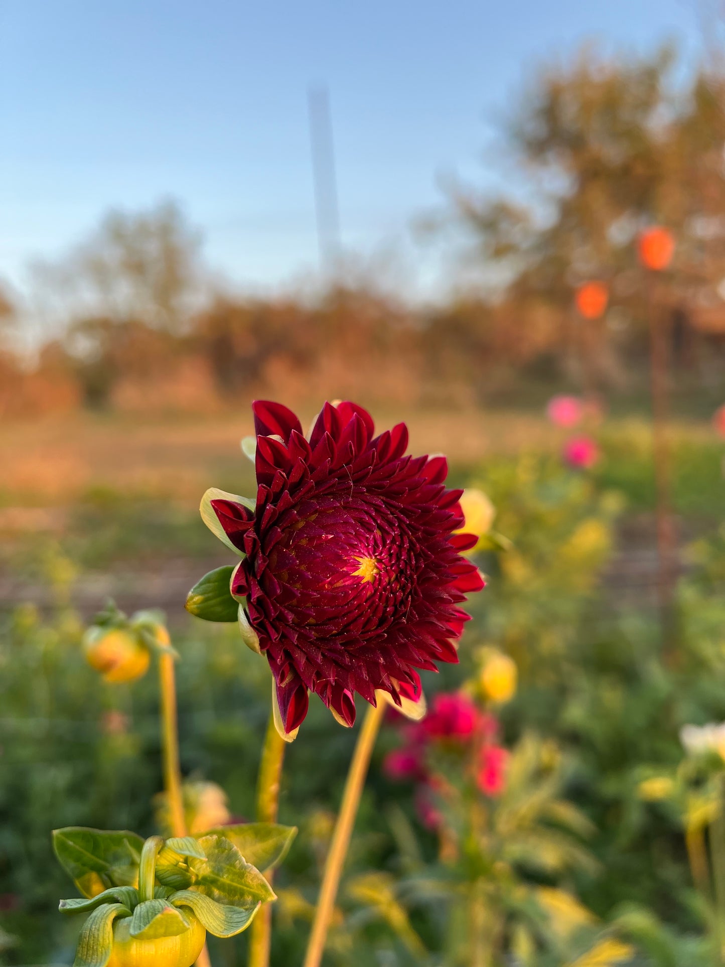 Saddlerock Tiny Giant - Rooted Cutting