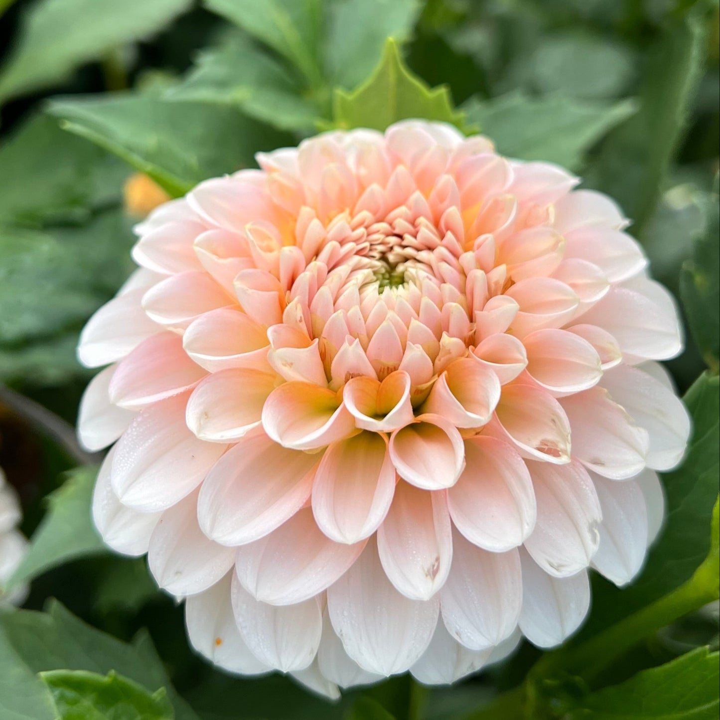 Lee's Kewpie - Rooted Cutting