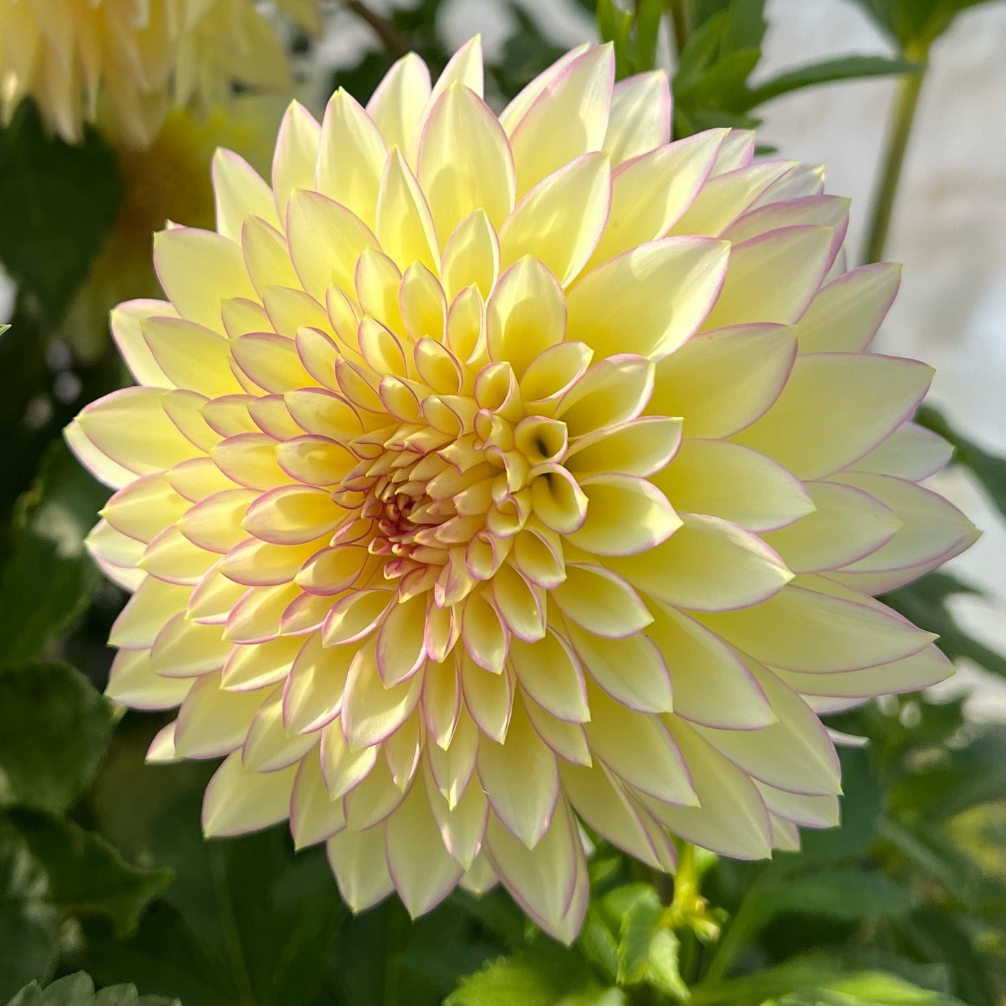 Bloomquist Blush