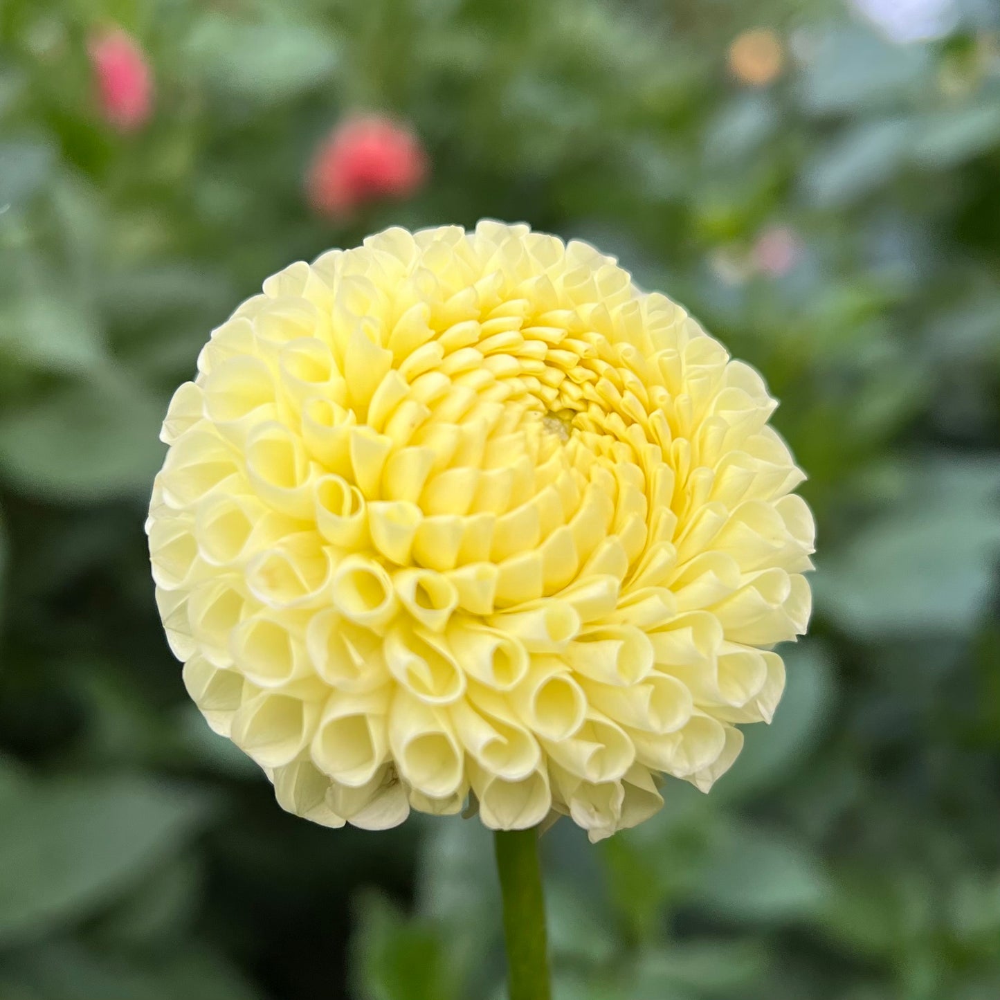 Irish Moon - Rooted Cutting