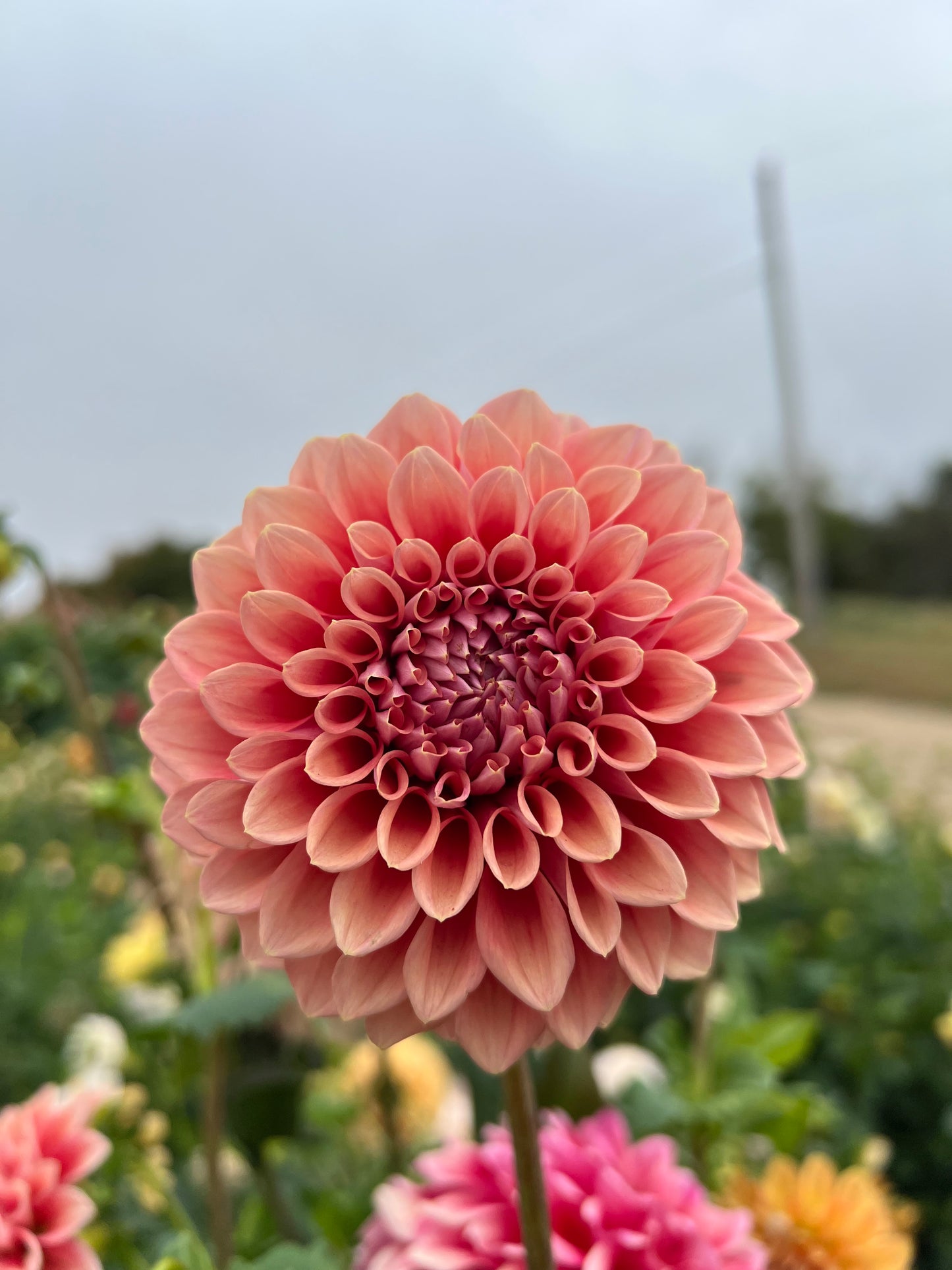 Lee's Coral Enigma