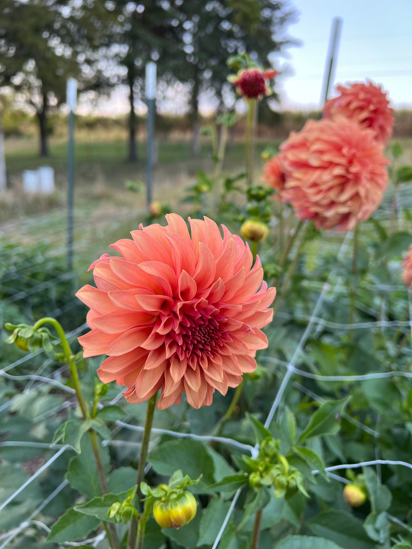 River's Can't Elope - Rooted Cutting