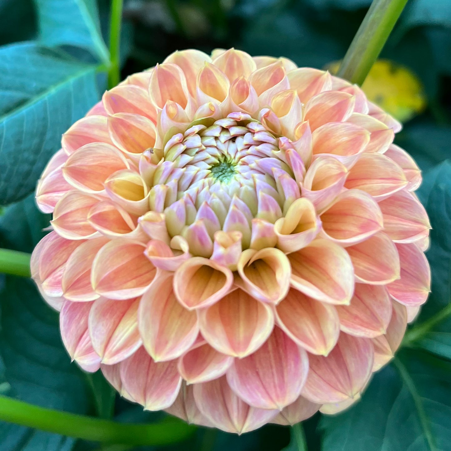 Coseytown Baby Cakes