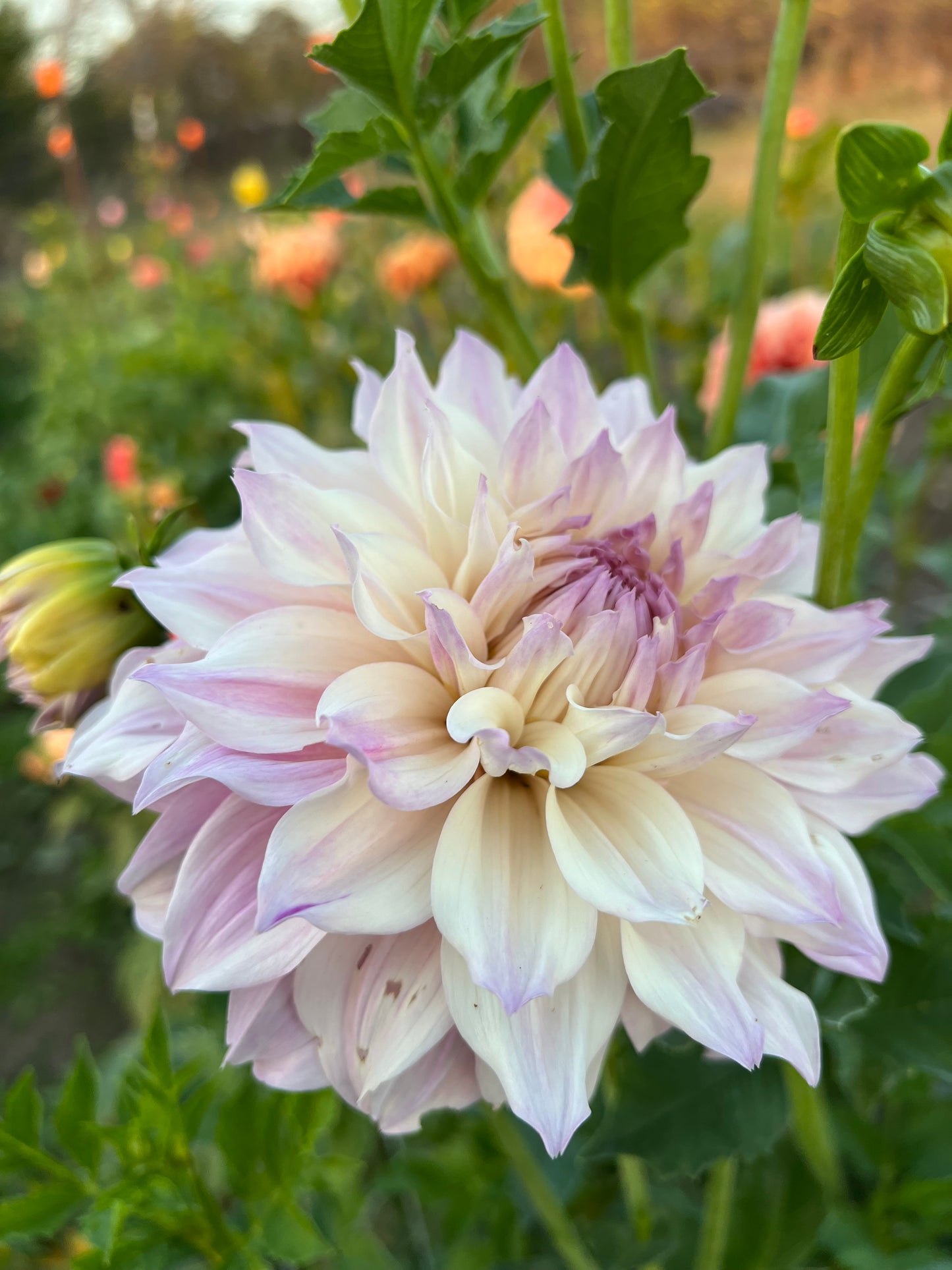 KA's Chiffon - Rooted Cutting