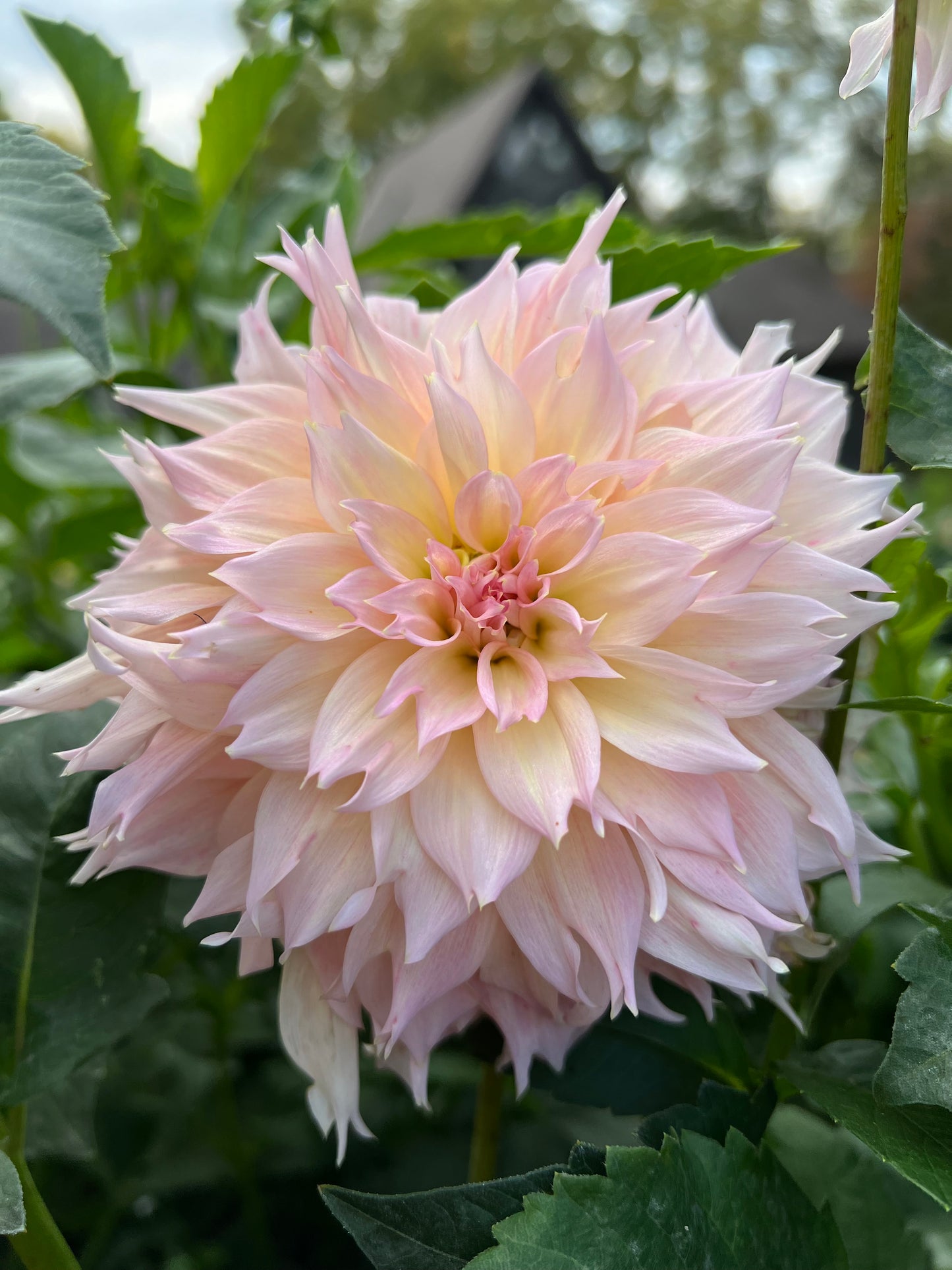 Lee's Pink Grapefruit - Rooted Cutting