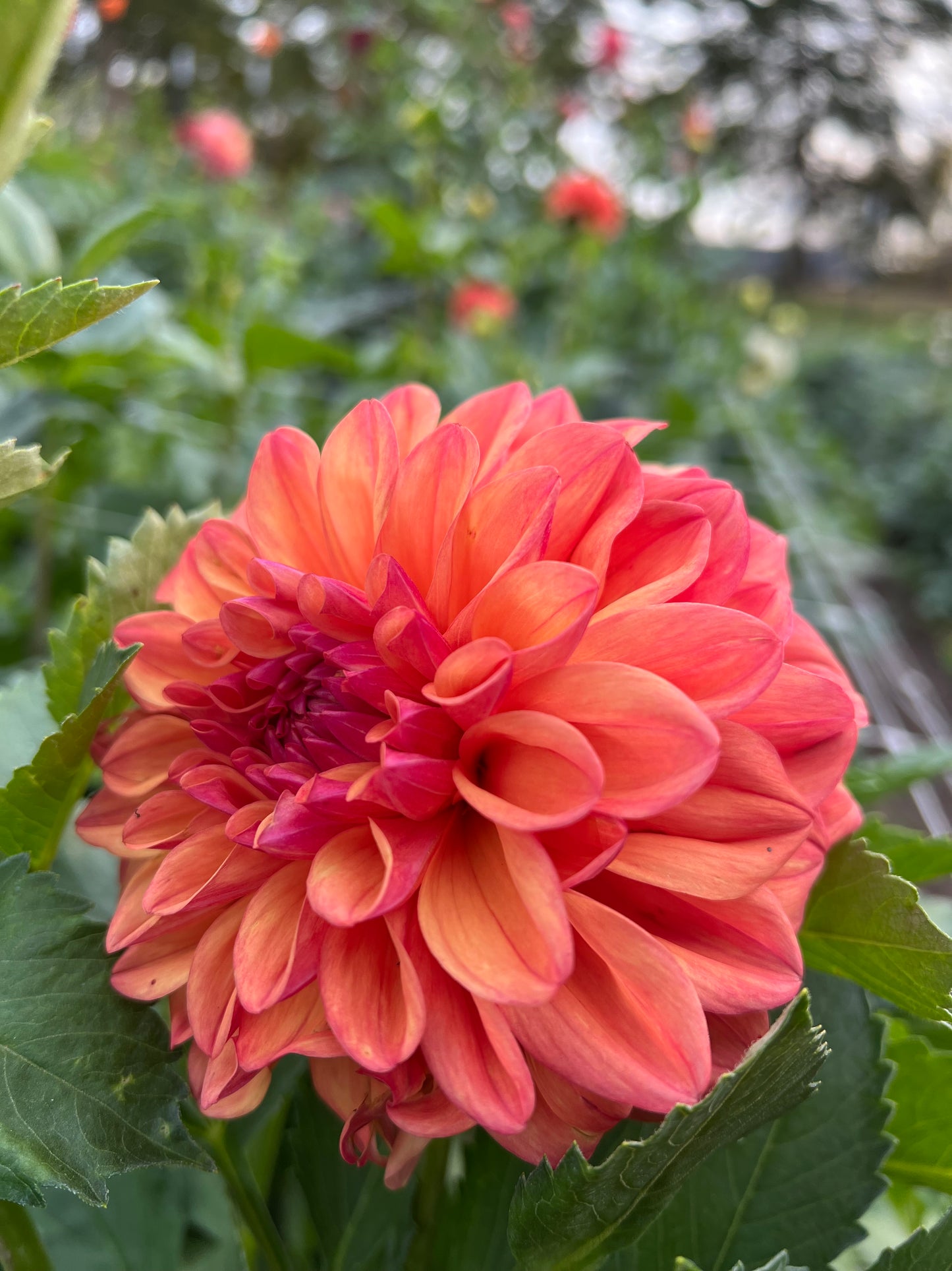 Robann Butterscotch