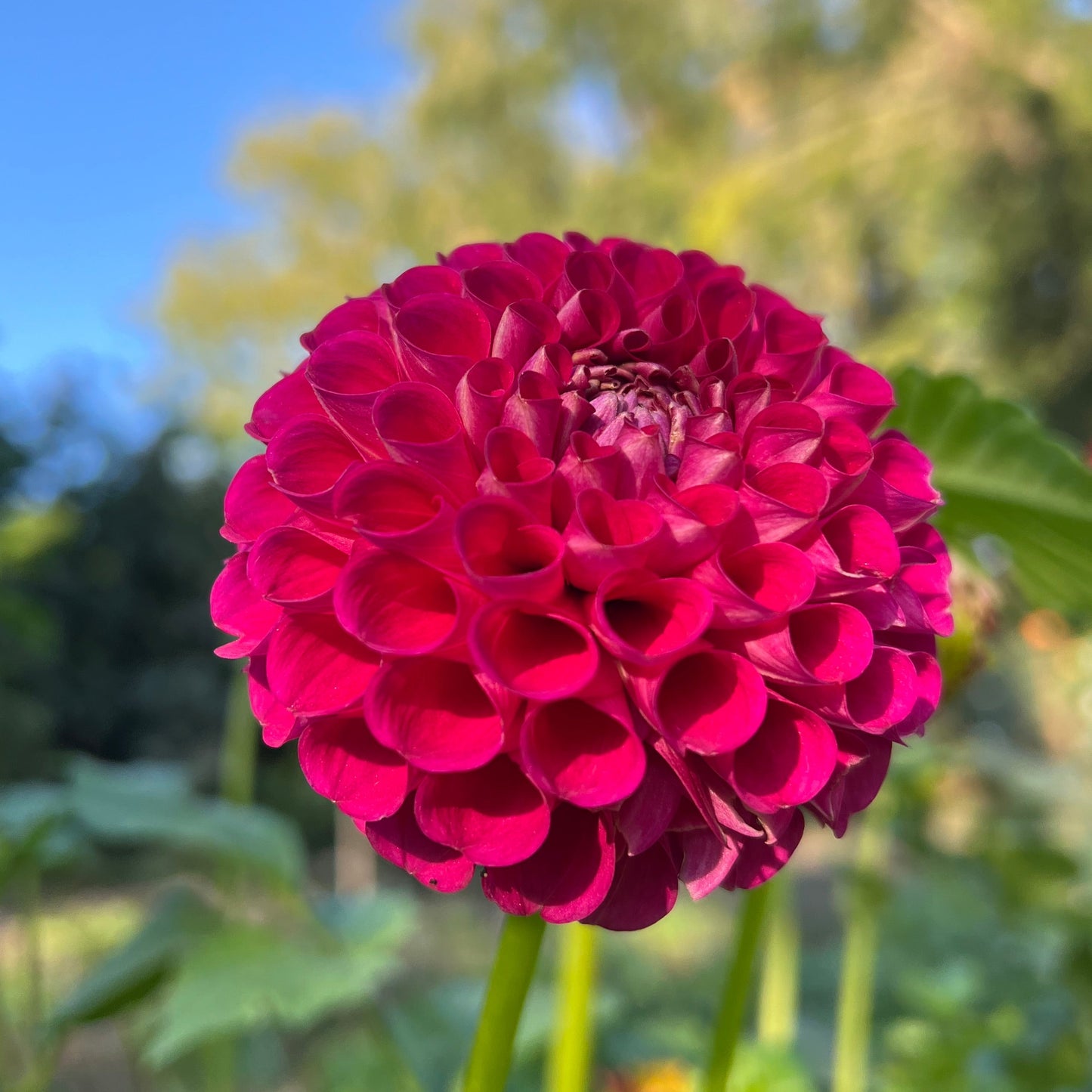CB Very Berry - Rooted Cutting
