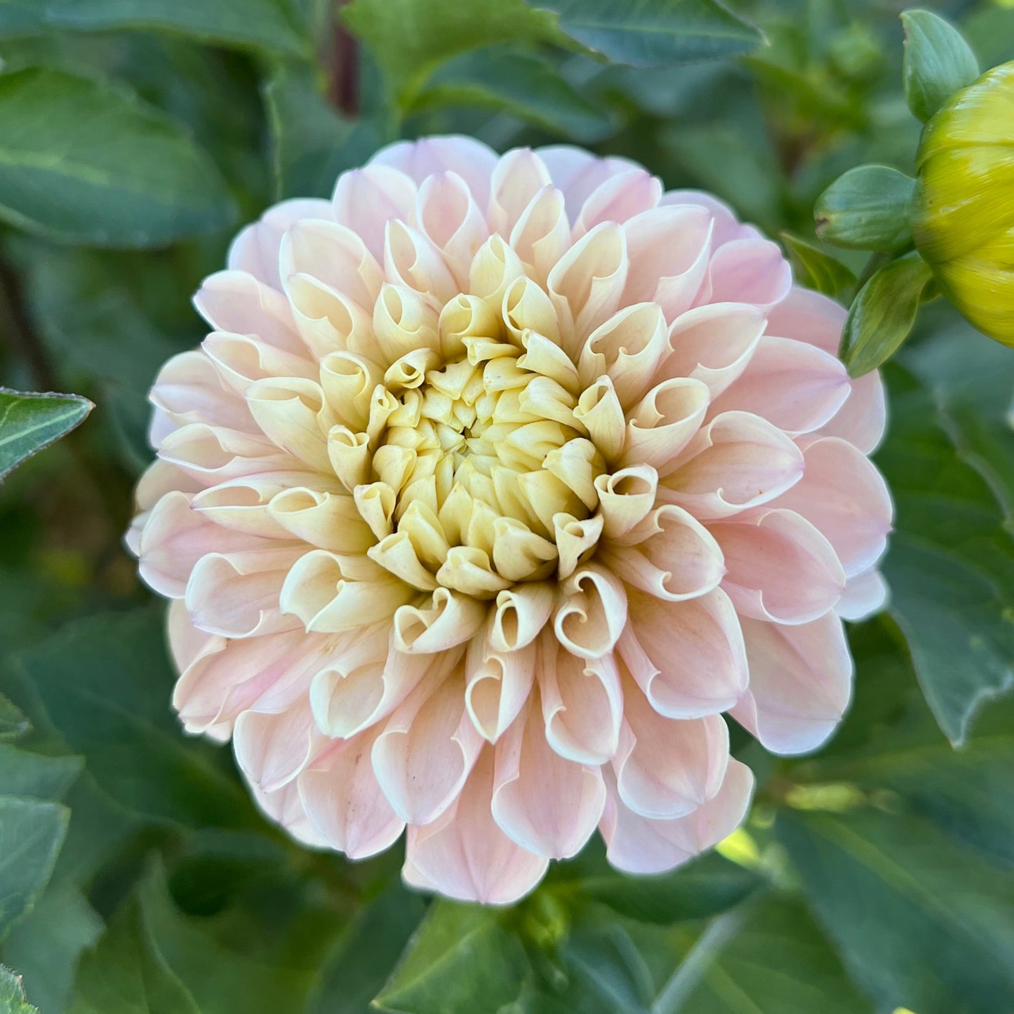 Levi's Revenant - Rooted Cutting