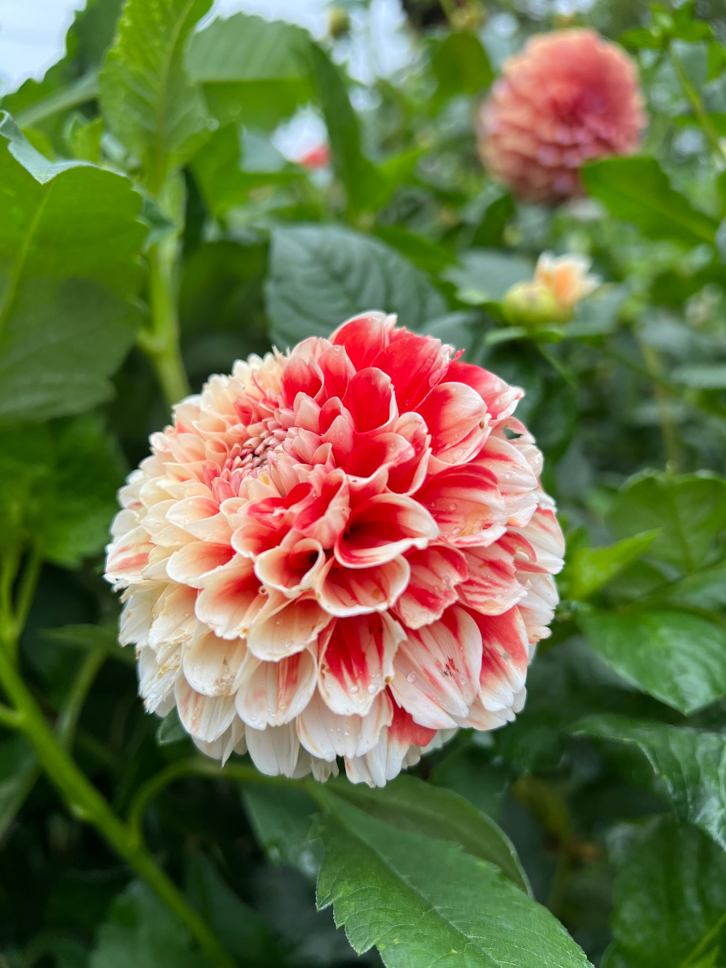 Luan - Rooted Cutting