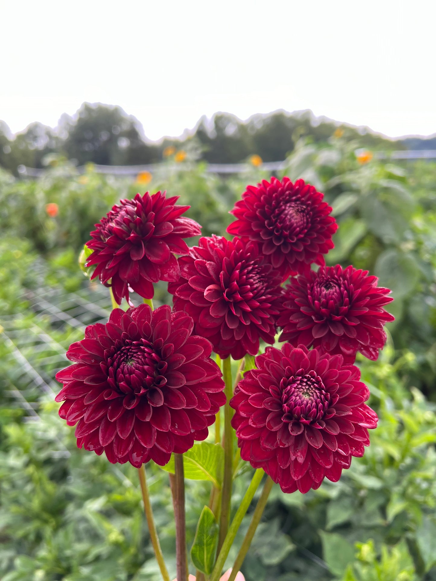 KA's Cardinal - Dahlia Seeds