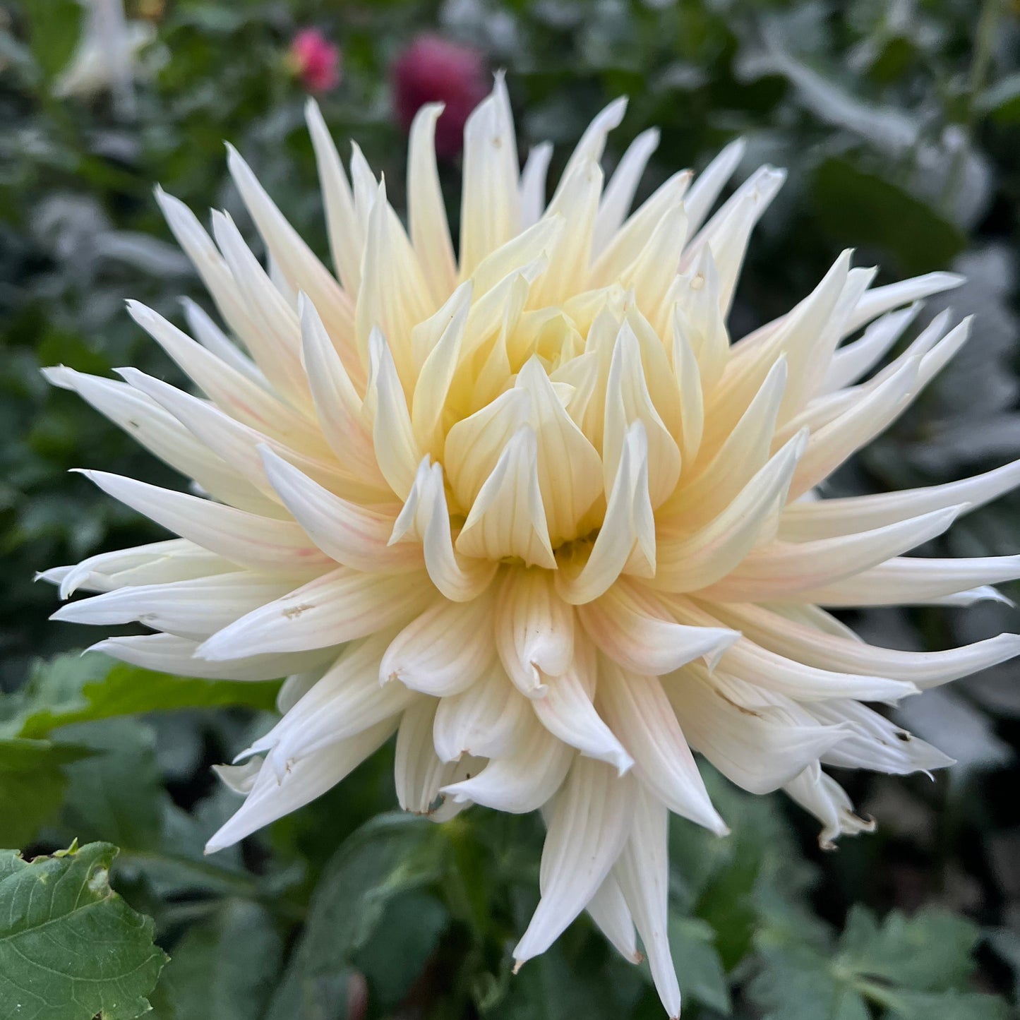 Hollyhill Moonsong - Rooted Cutting