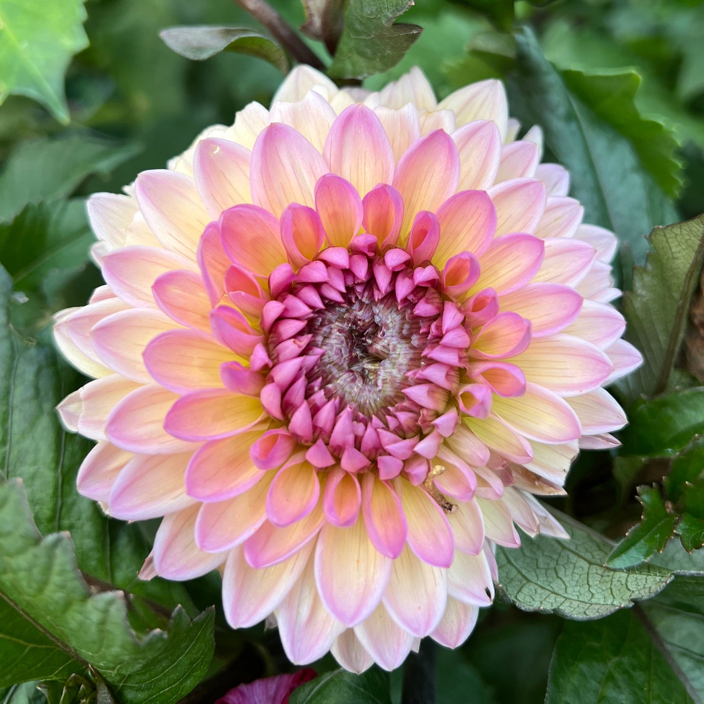 Sweet Sanne - Rooted Cutting