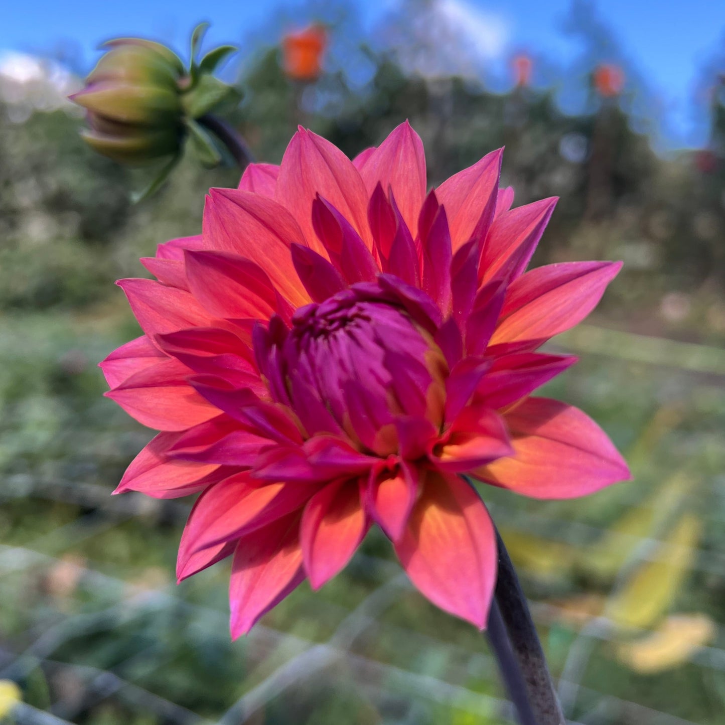 Feline Yvonne - Rooted Cutting