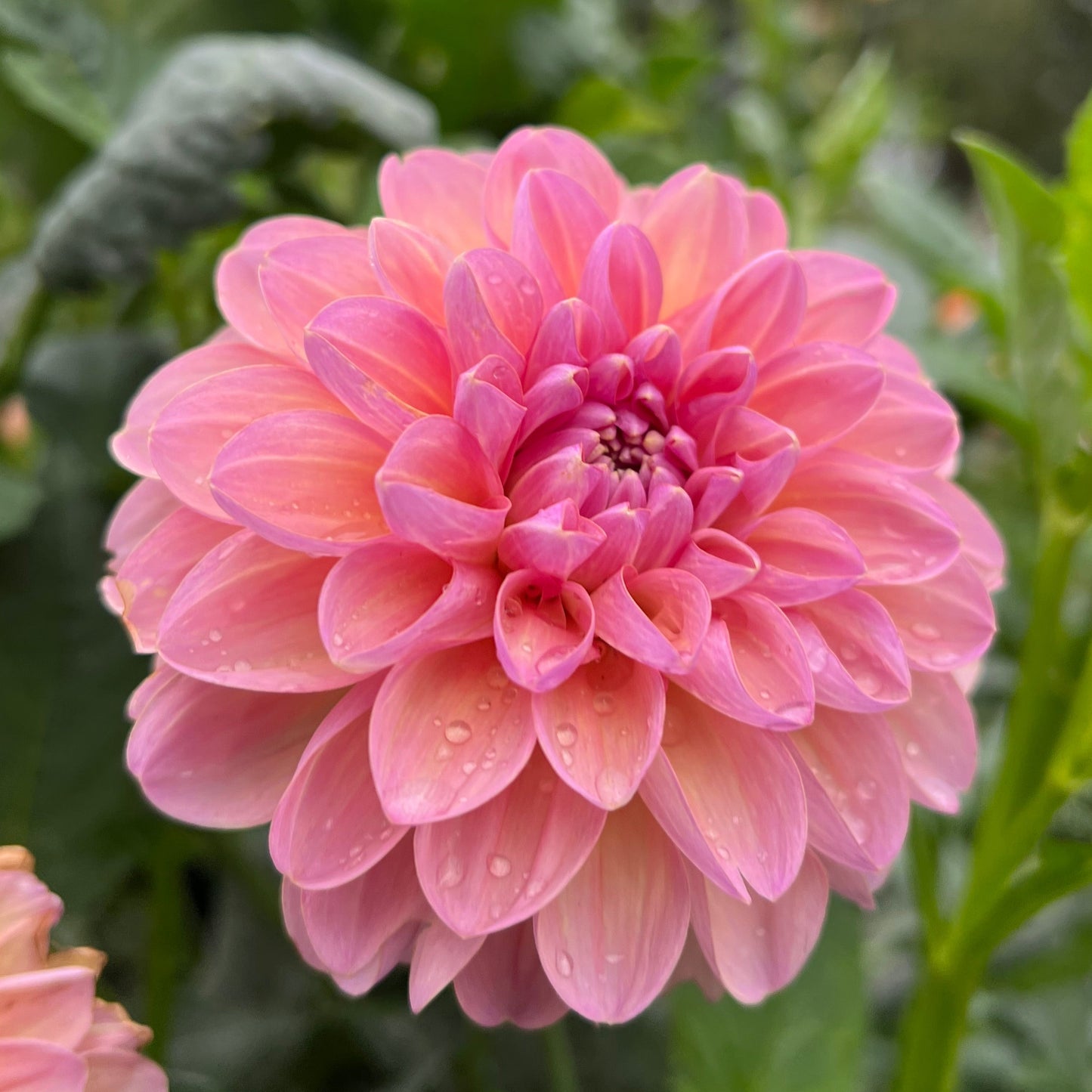 Hapet Vintage - Rooted Cutting