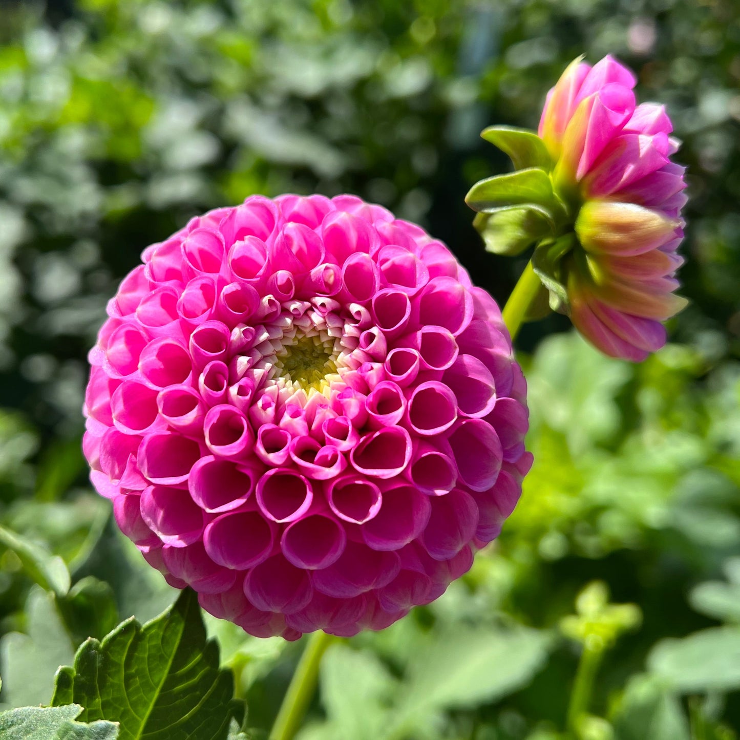 Ms Debbie - Rooted Cutting