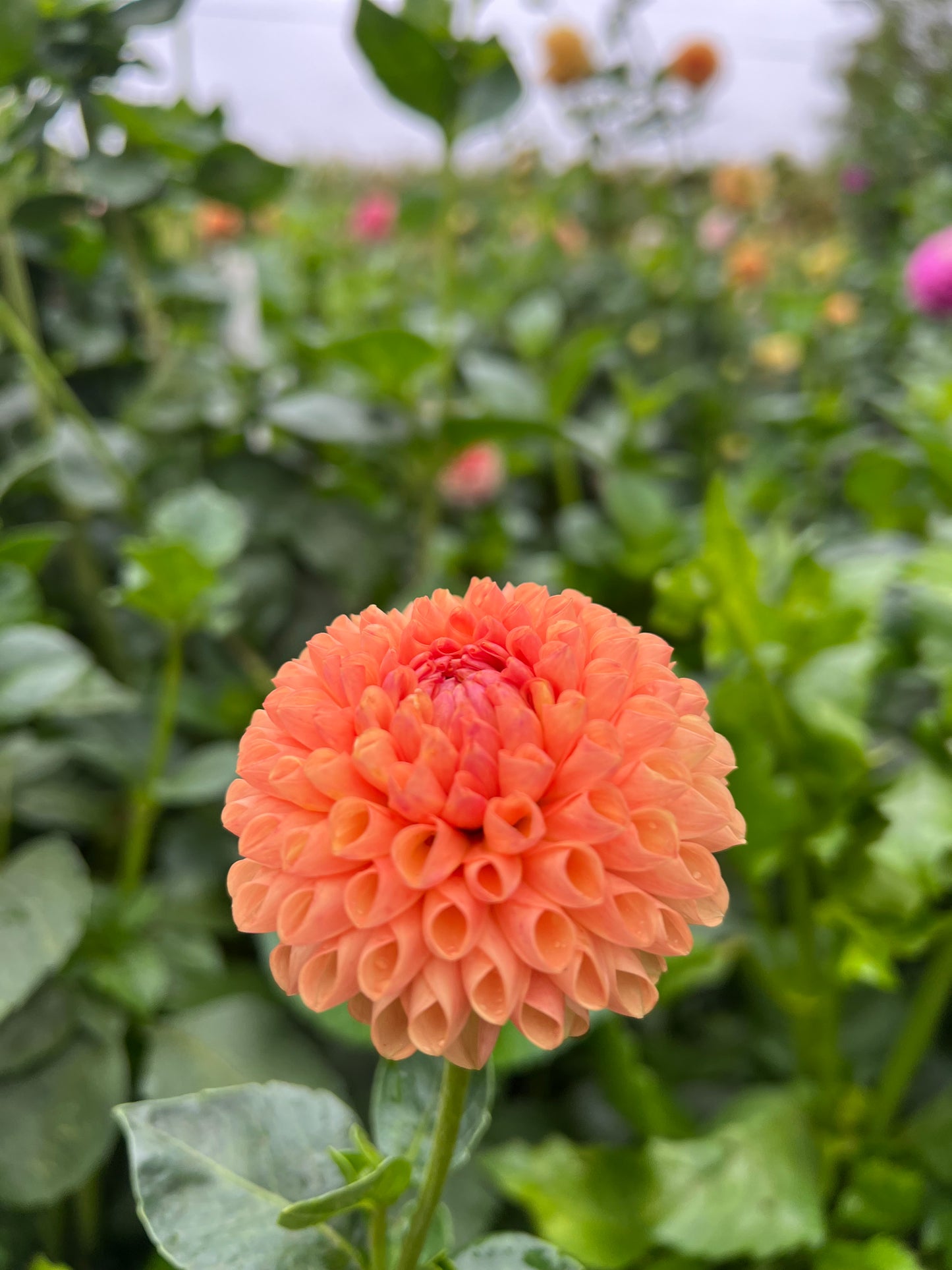 Ms Honey - Rooted Cutting