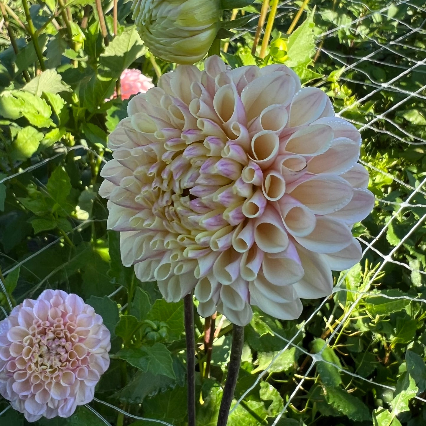 Lee's Little Angel - Rooted Cutting