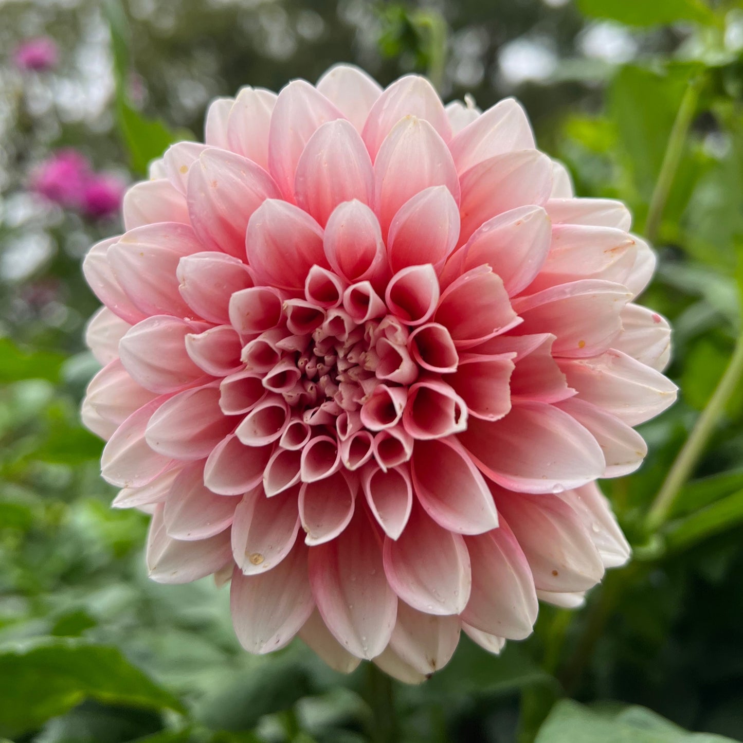 Lee's Pineberry Trifle - Rooted Cutting