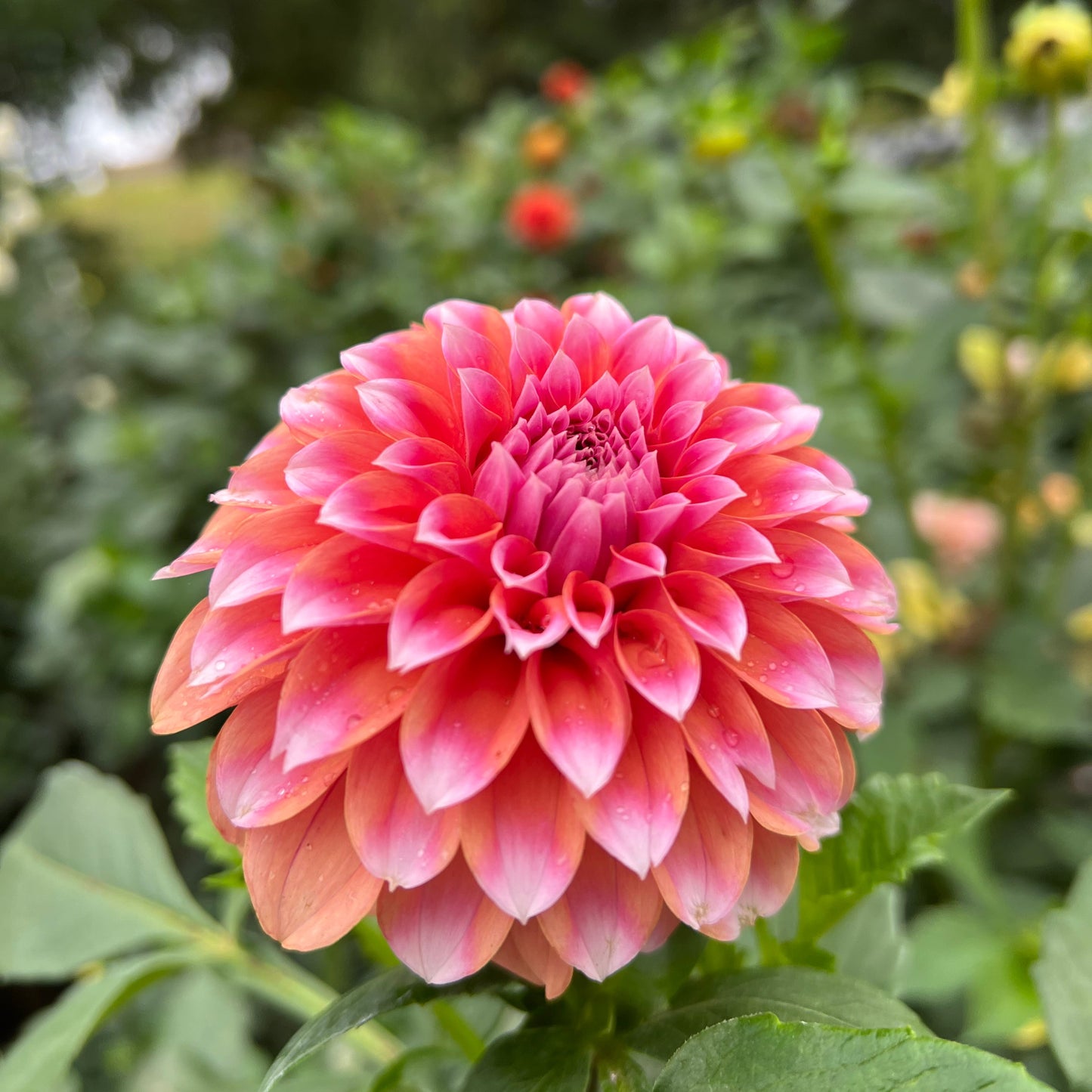 Lee's Serendipity - Rooted Cutting