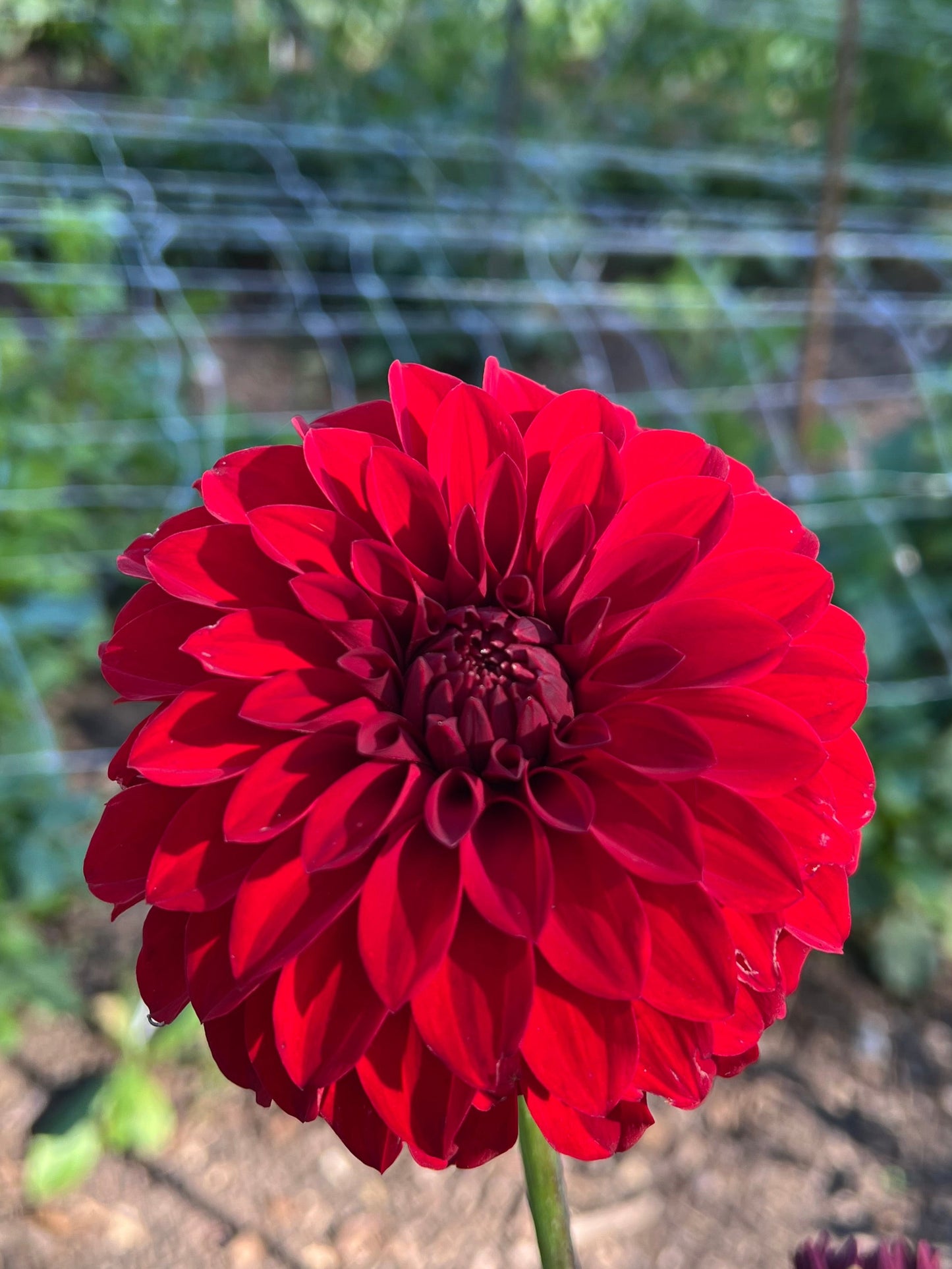 WB's Loverboy - Rooted Cutting
